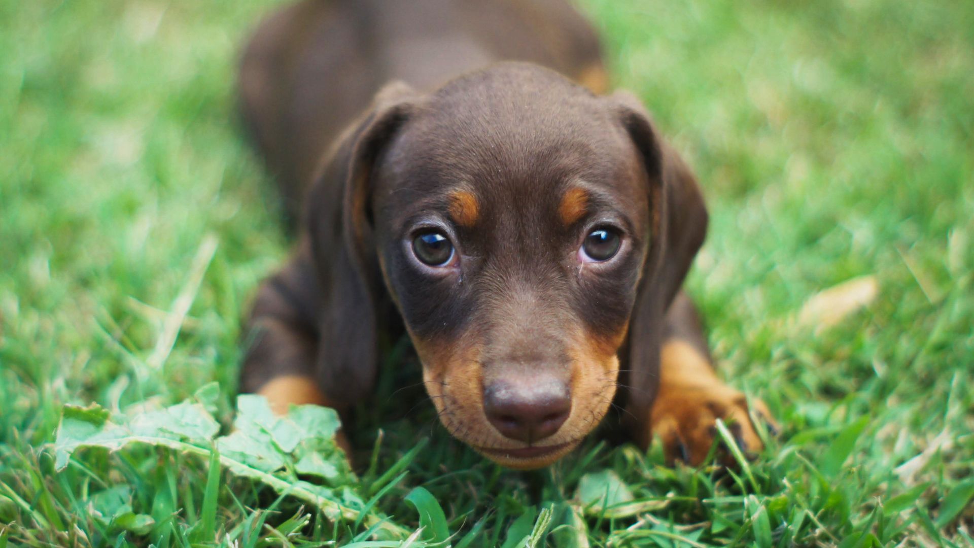 Mejor alimento para perro salchicha ¡Descúbrelo!