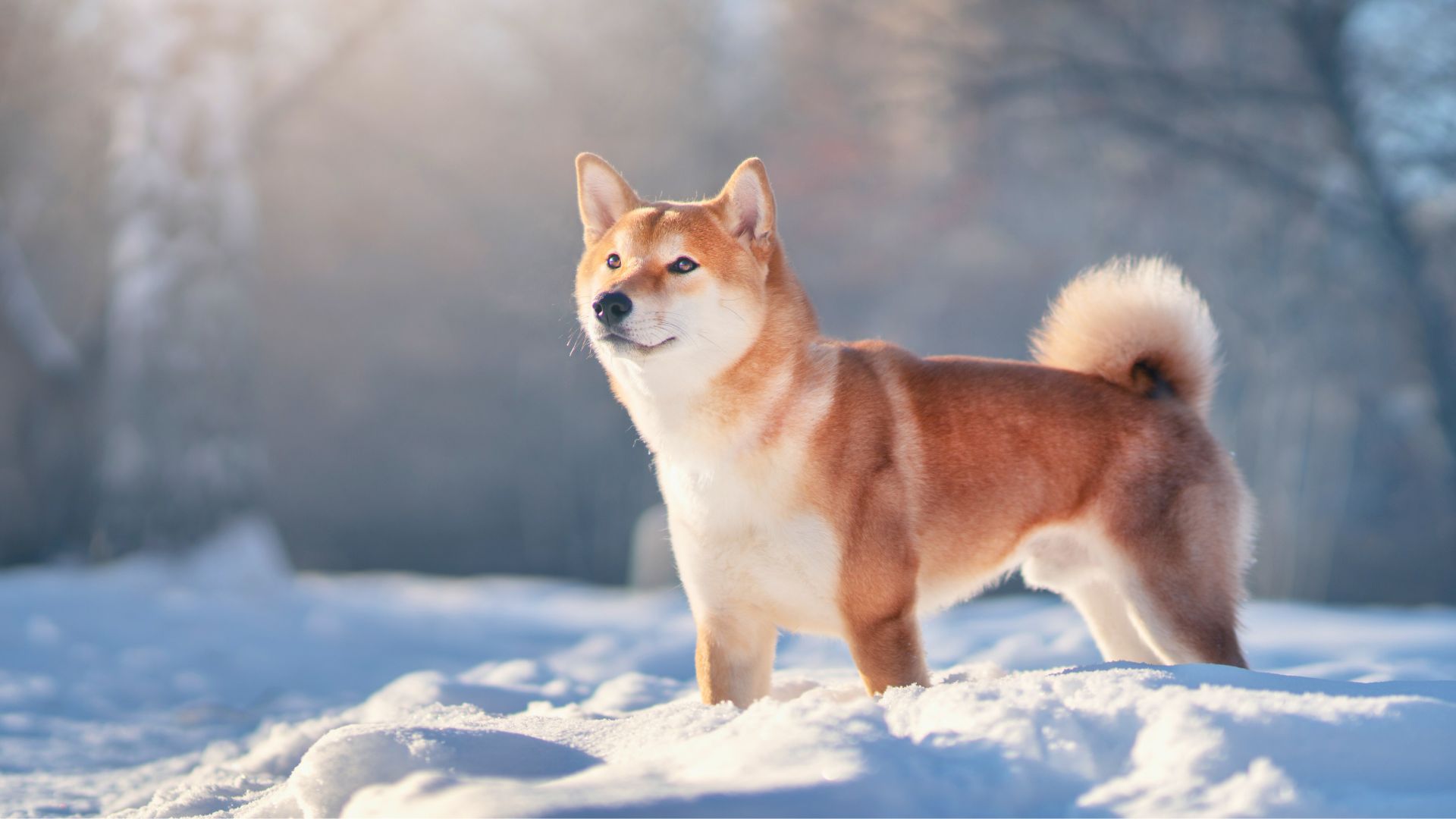 Shiba Inu – Características, Cuidados y Consejos para su Bienestar