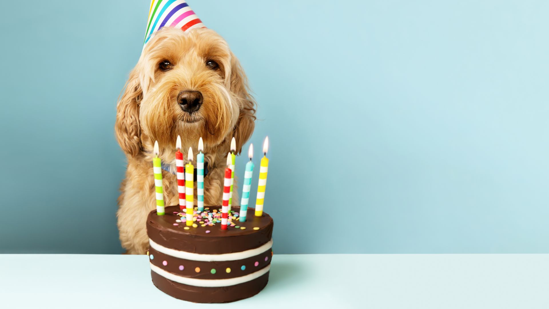 Tartas caseras para perros: recetas saludables y fáciles