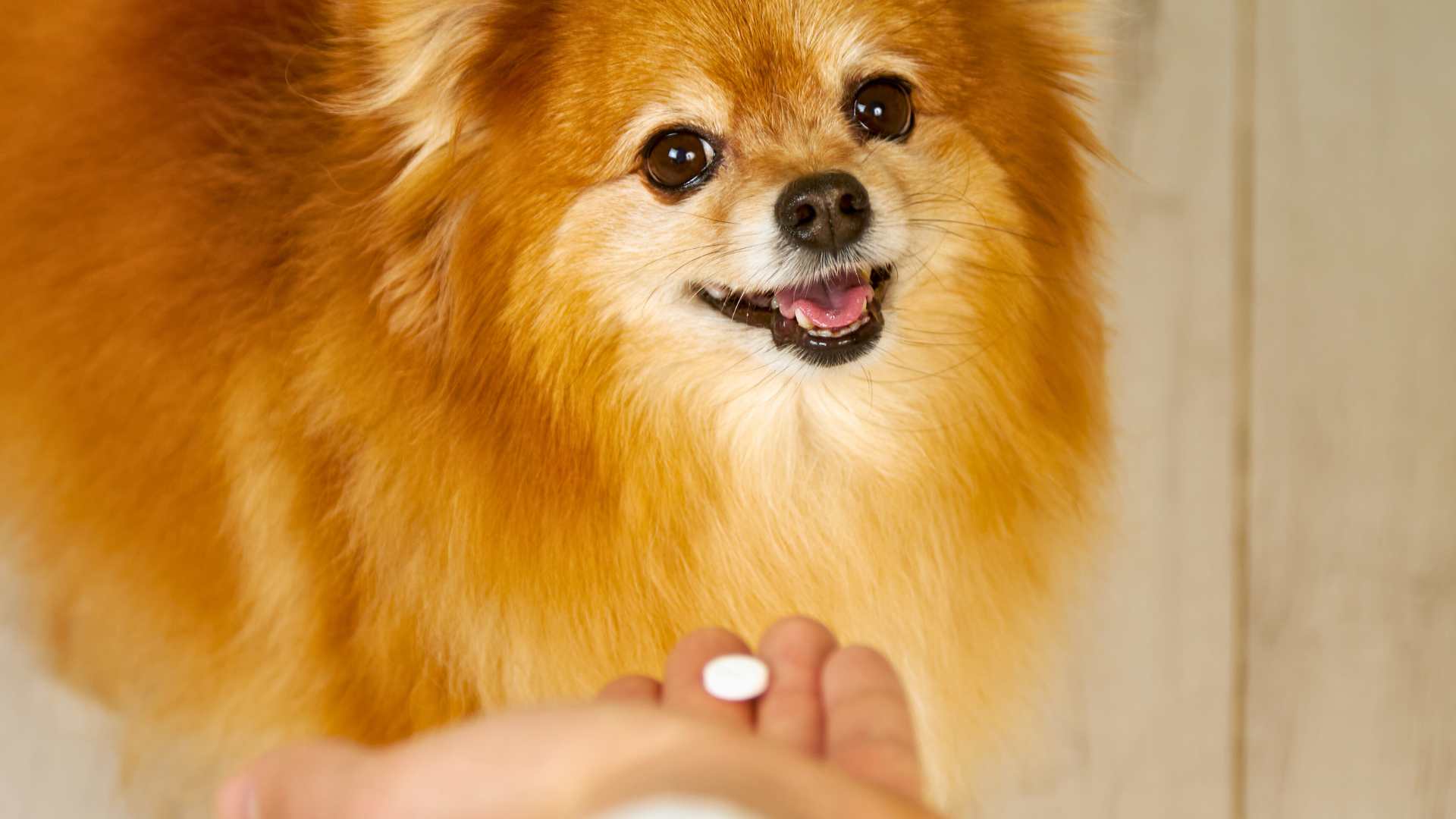 Vitaminas para perros: guía esencial para su salud