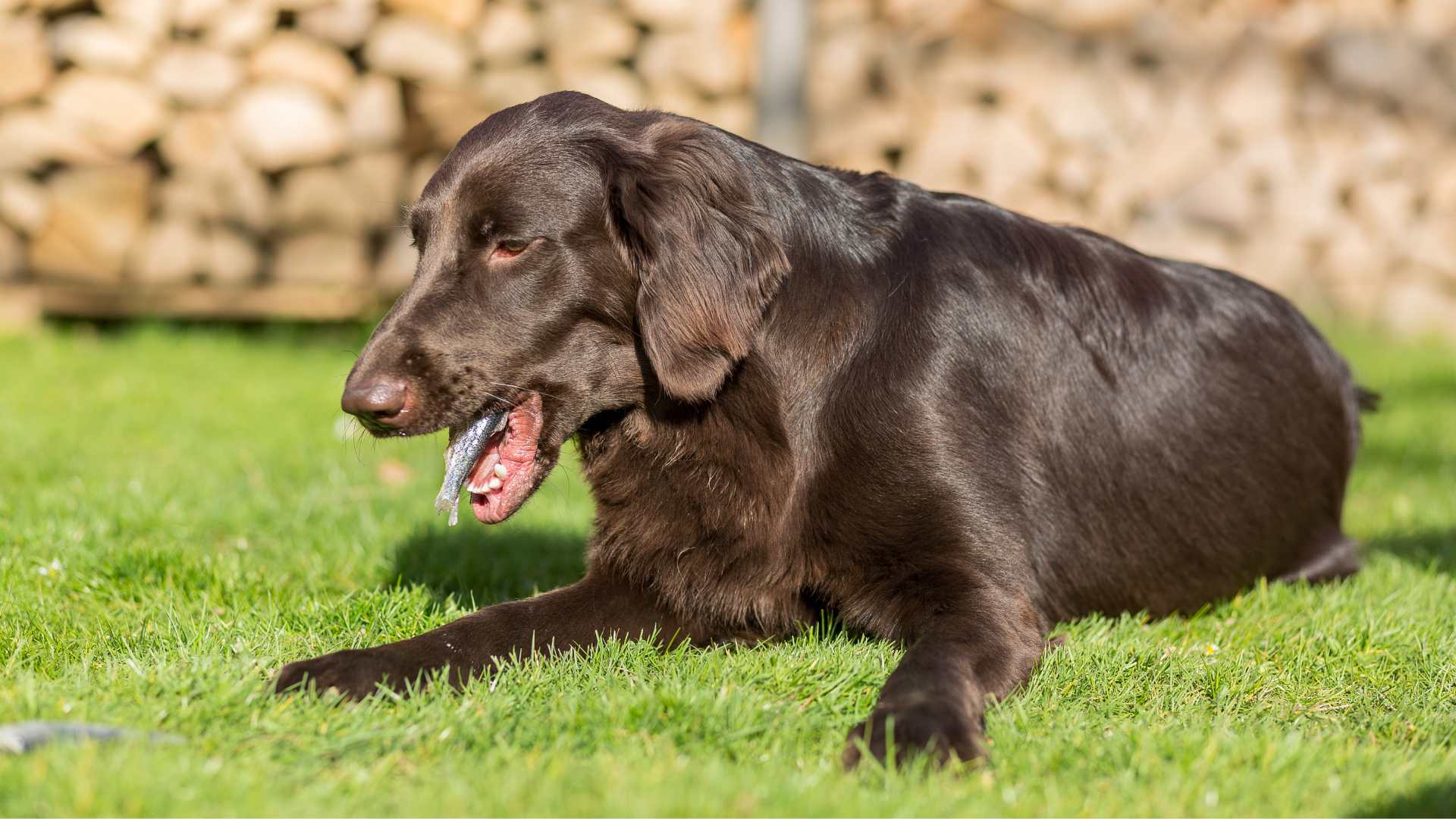 Mi perro vomita agua y saliva: causas y cuándo preocuparse
