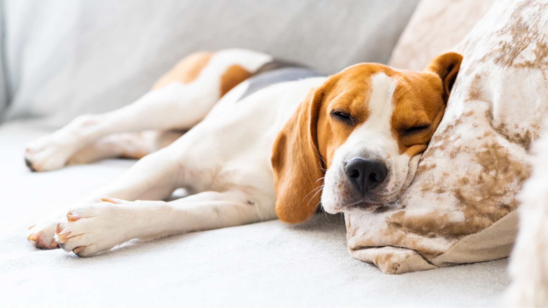 Mi perro vomita sangre: causas, qué hacer y cuándo preocuparse