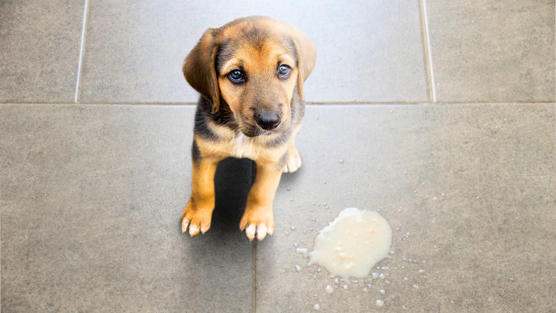 Vómitos en perros, ¿Cuándo preocuparse?