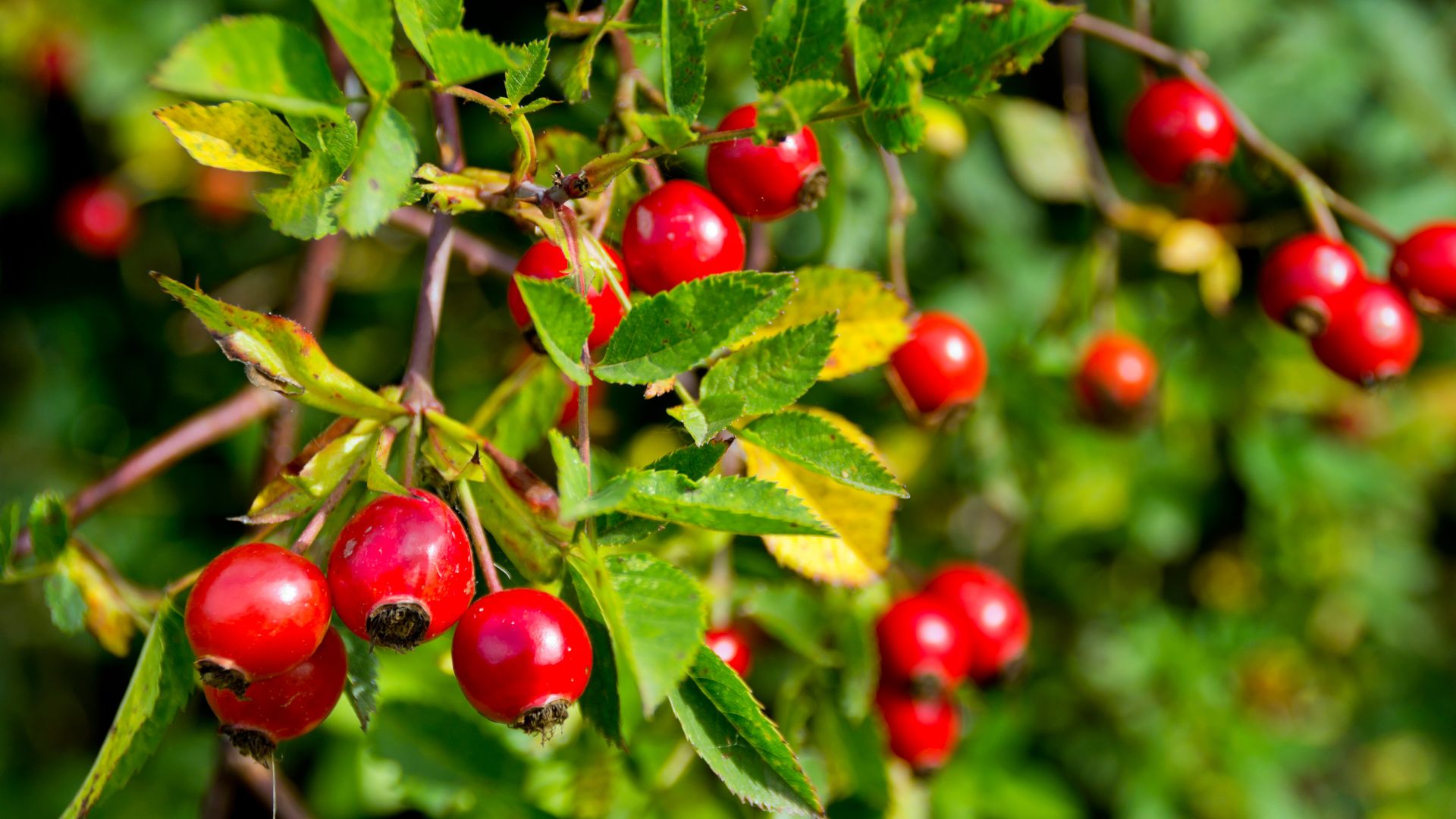 Cáscara de escaramujo: el suplemento natural que todo peludo necesita (Guía 2025)