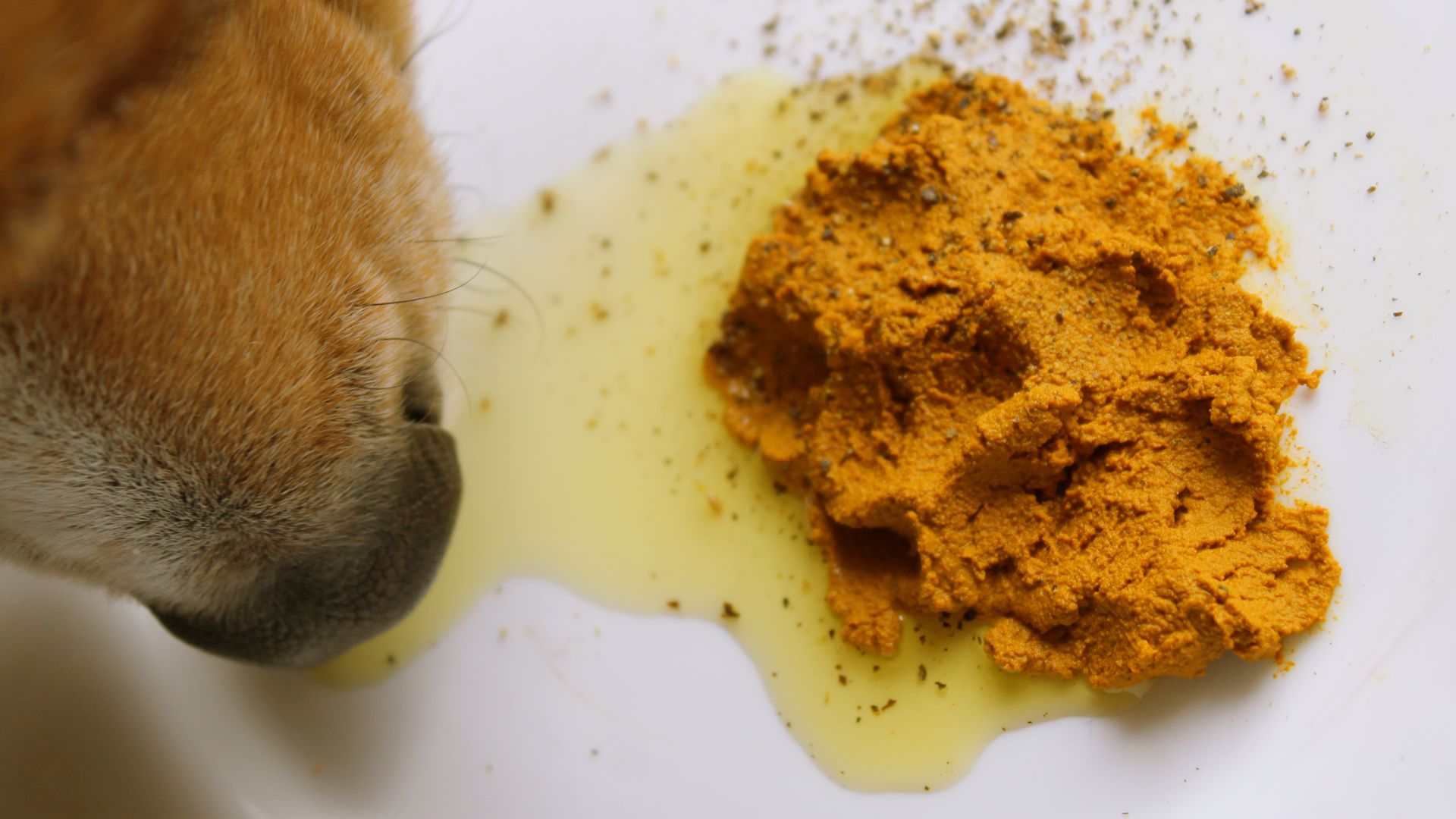 Cómo preparar Golden Paste para mascotas y sus beneficios naturales (Guía 2025)