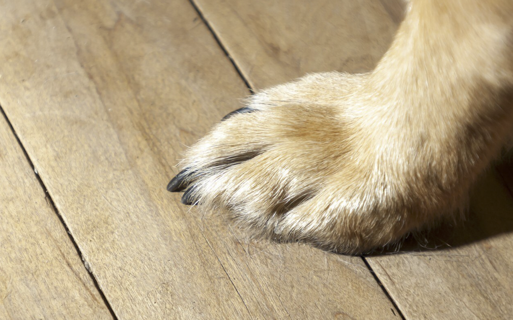 Cuidado de pezuñas de perros