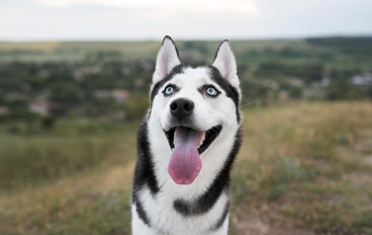 Husky siberiano