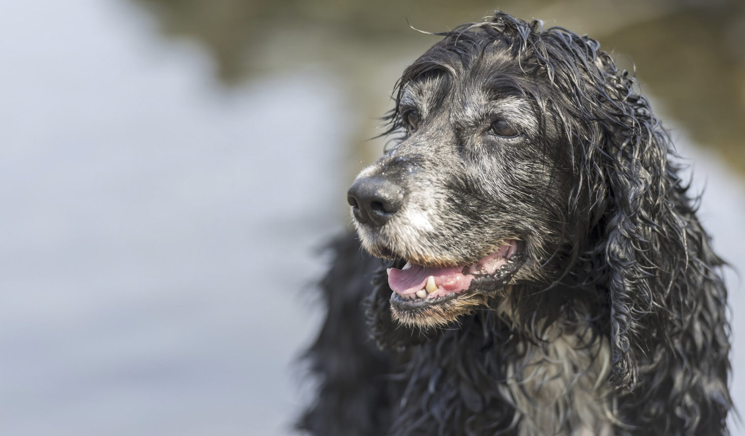  Perro de agua Español