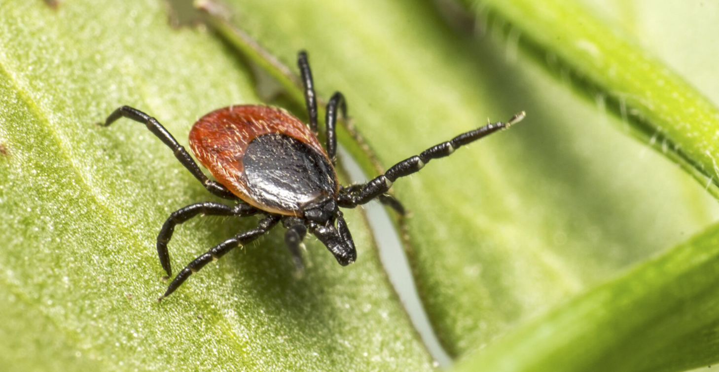 Cómo prevenir pulgas y garrapatas en perros