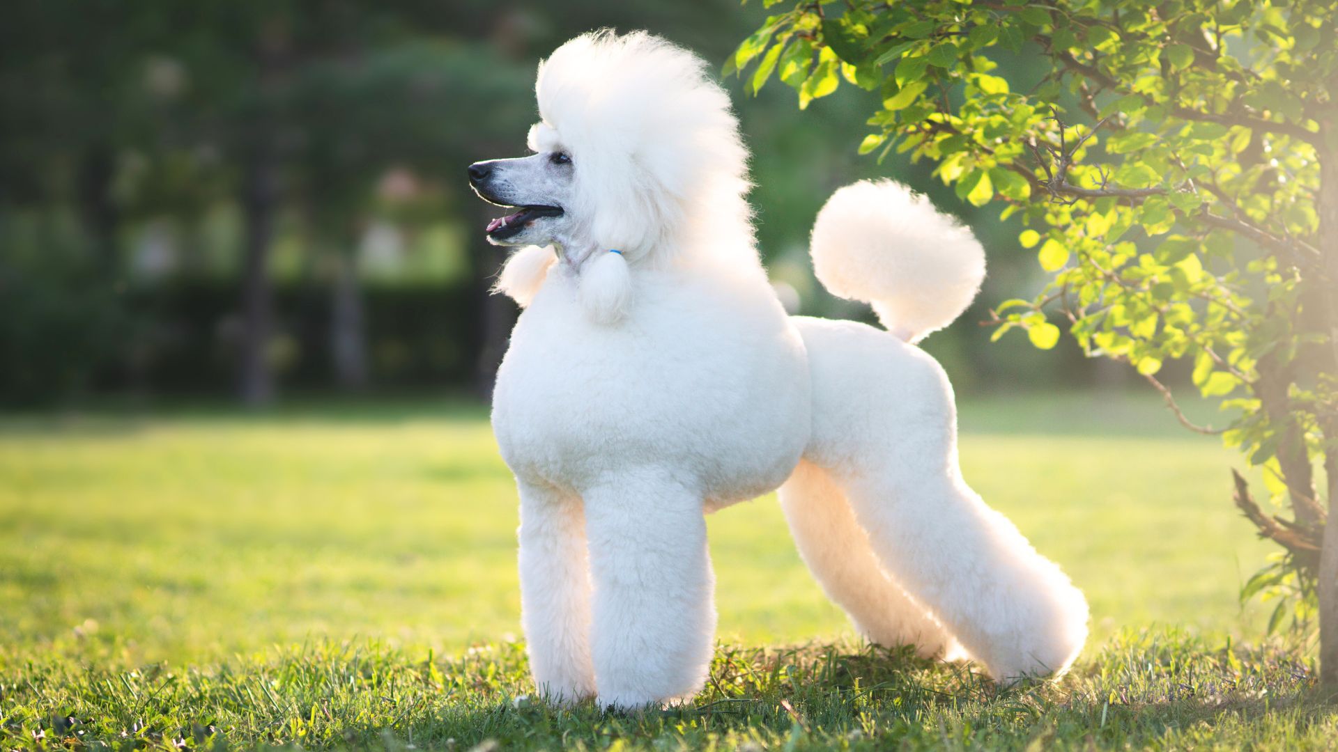 Caniche corte de pelo: Guía Profesional Completa