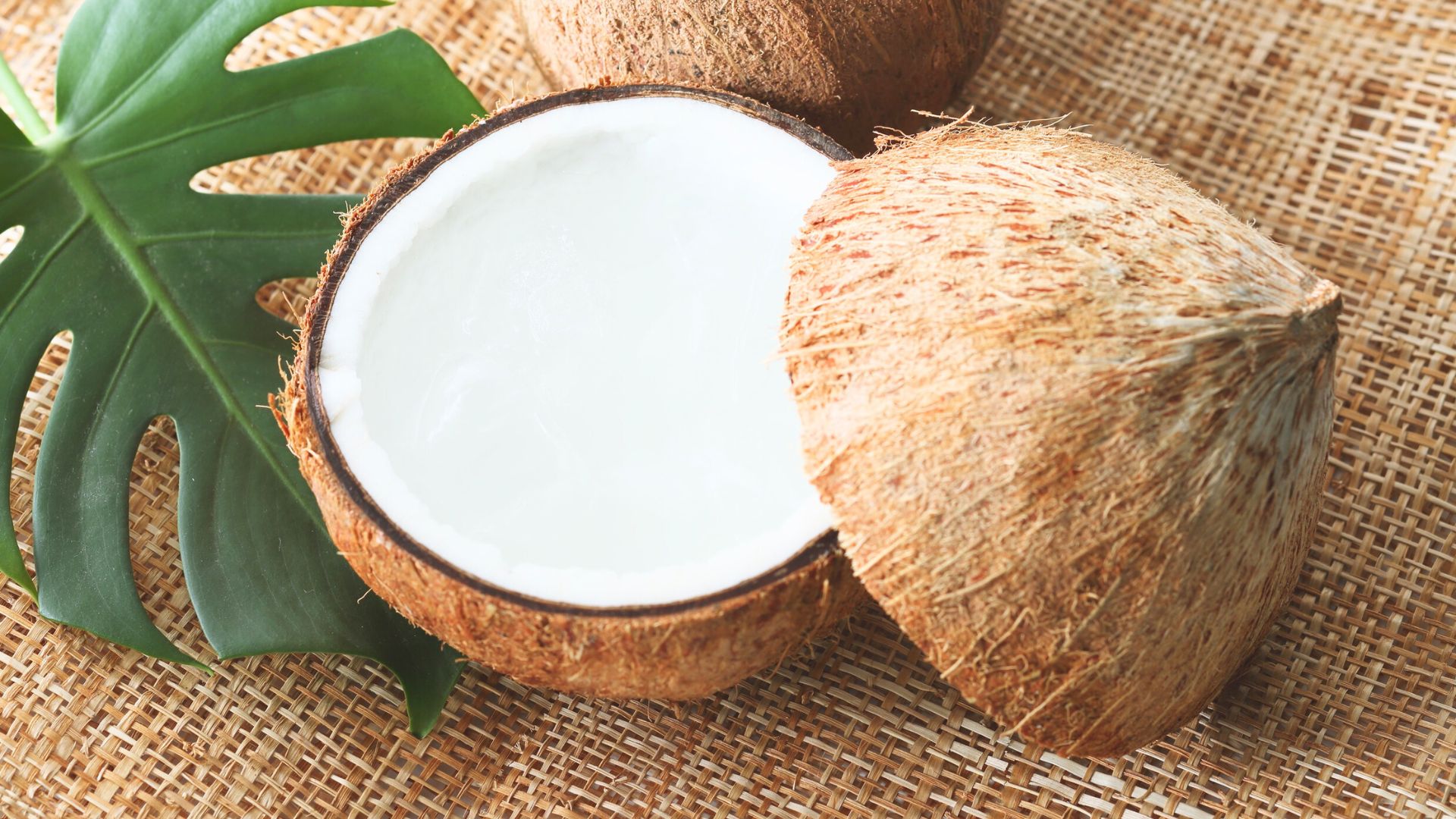 ¿Los perros pueden comer coco? ¡Descúbrelo!