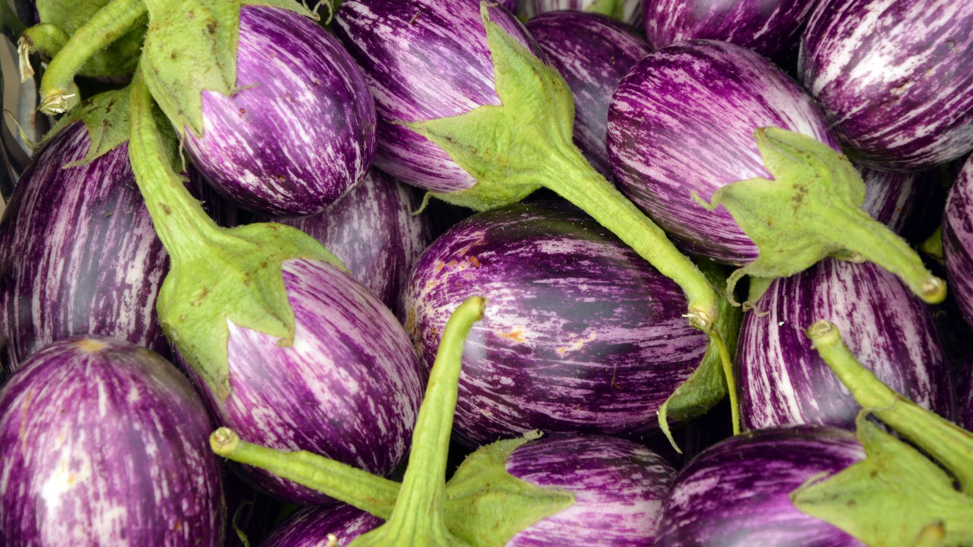 ¿Los perros pueden comer berenjenas? ¡Descúbrelo!