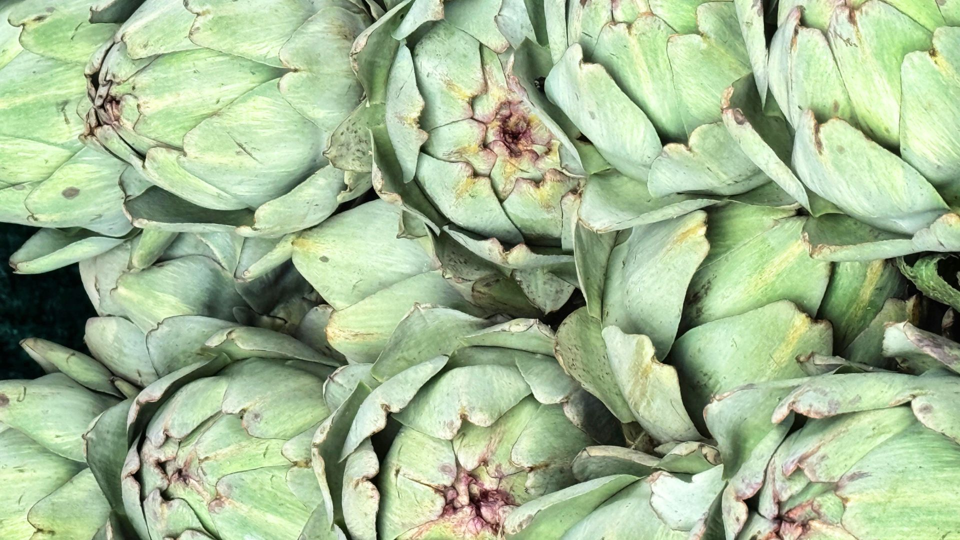 ¿Los perros pueden comer alcachofas? ¡Descúbrelo!