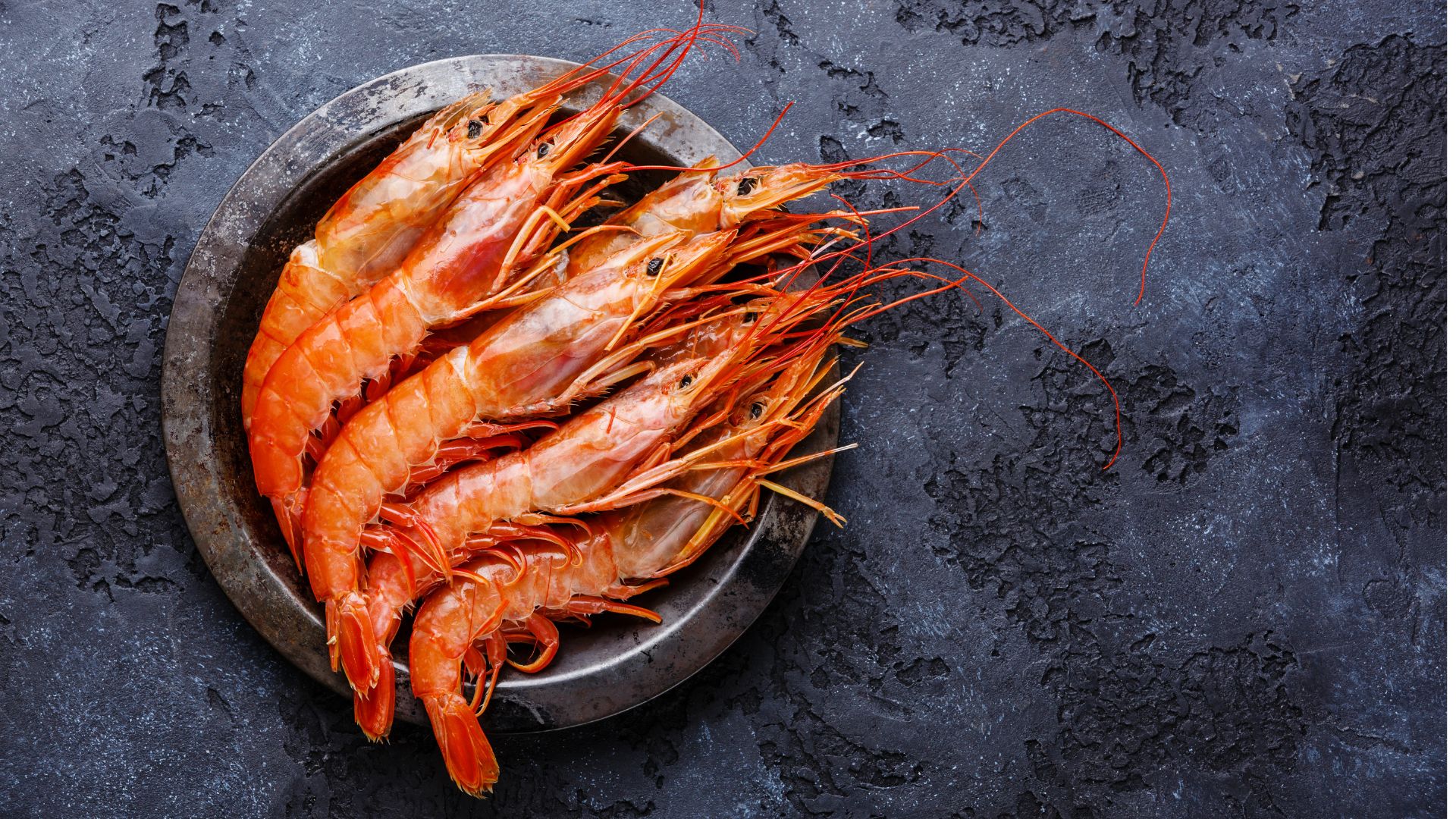 ¿Los perros pueden comer gambas? ¡Descúbrelo!