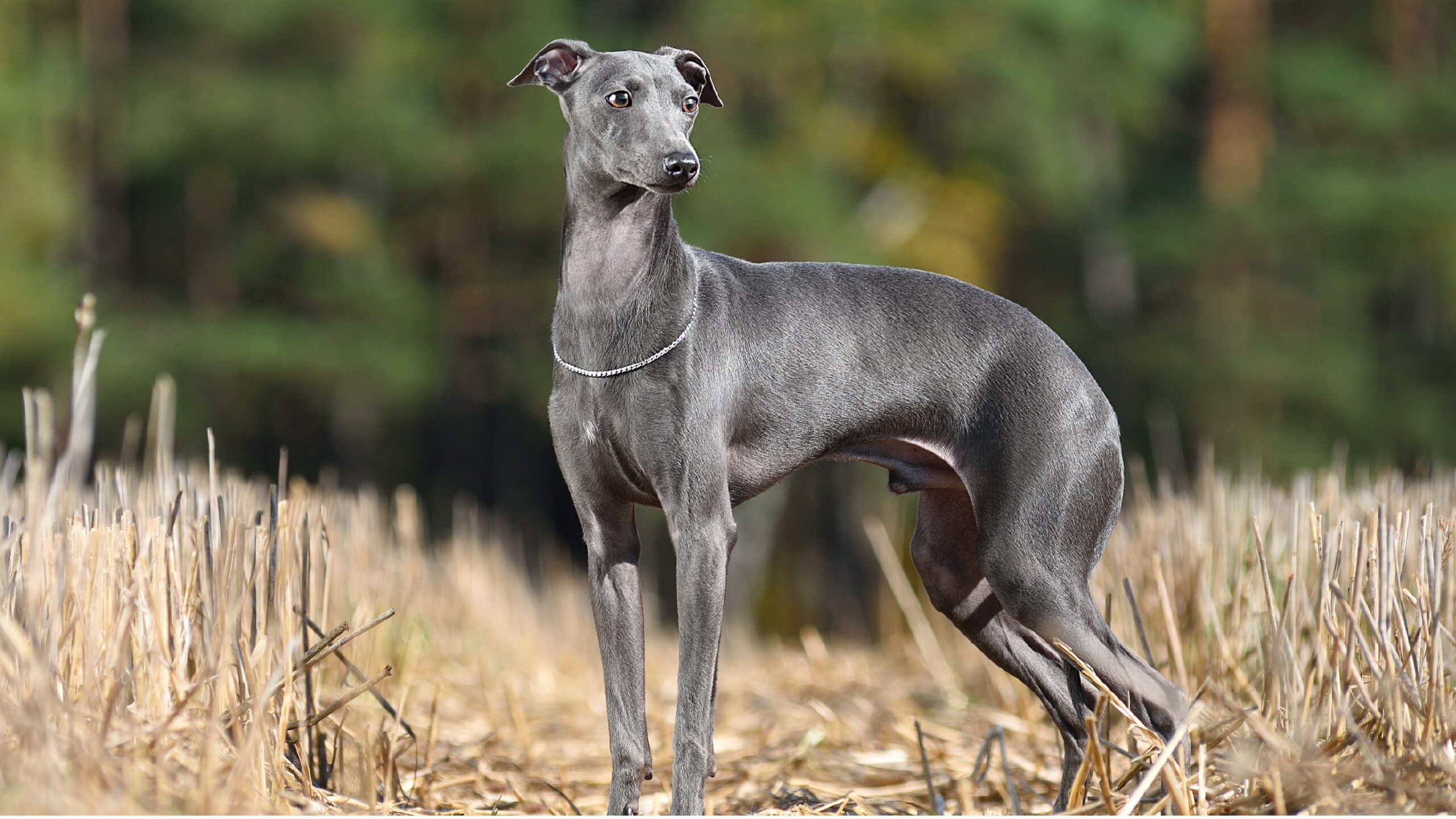 7 Razones por las que el galgo Italiano mini es la mejor mascota