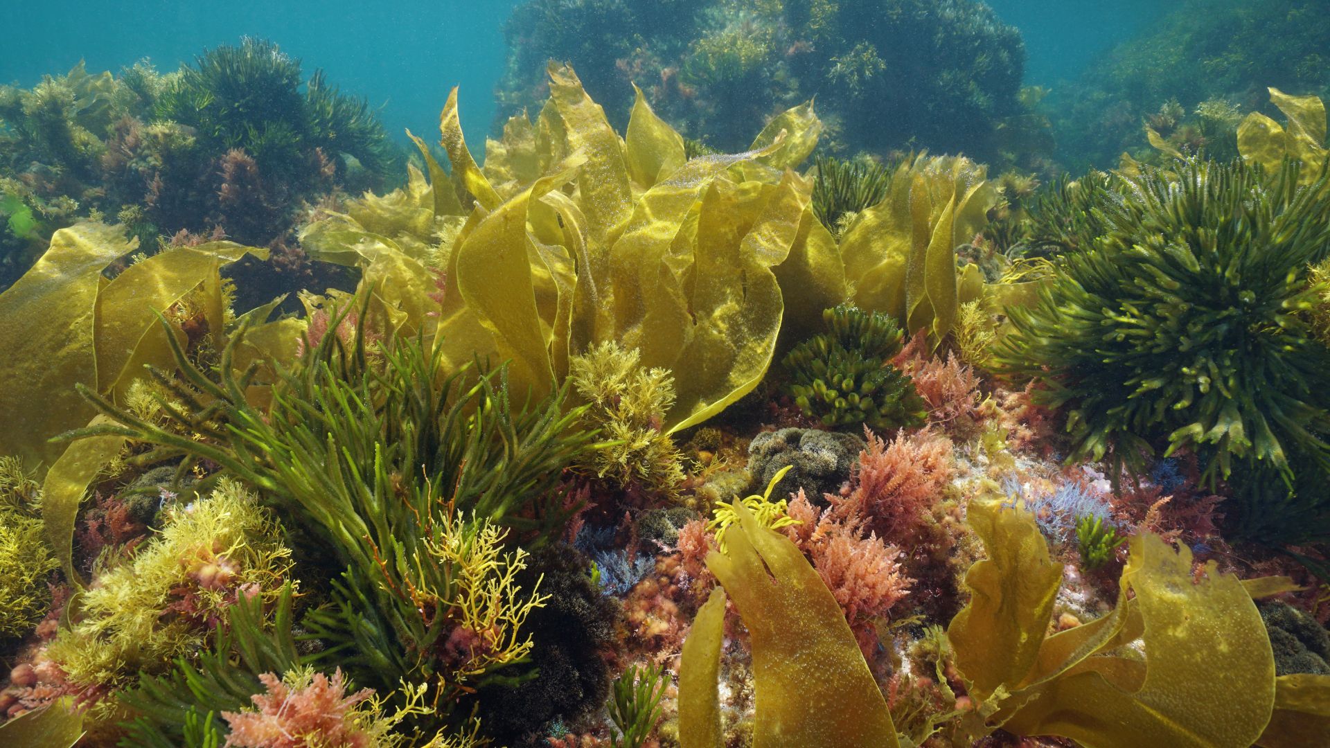 Guía completa y actualizada sobre las algas para perros