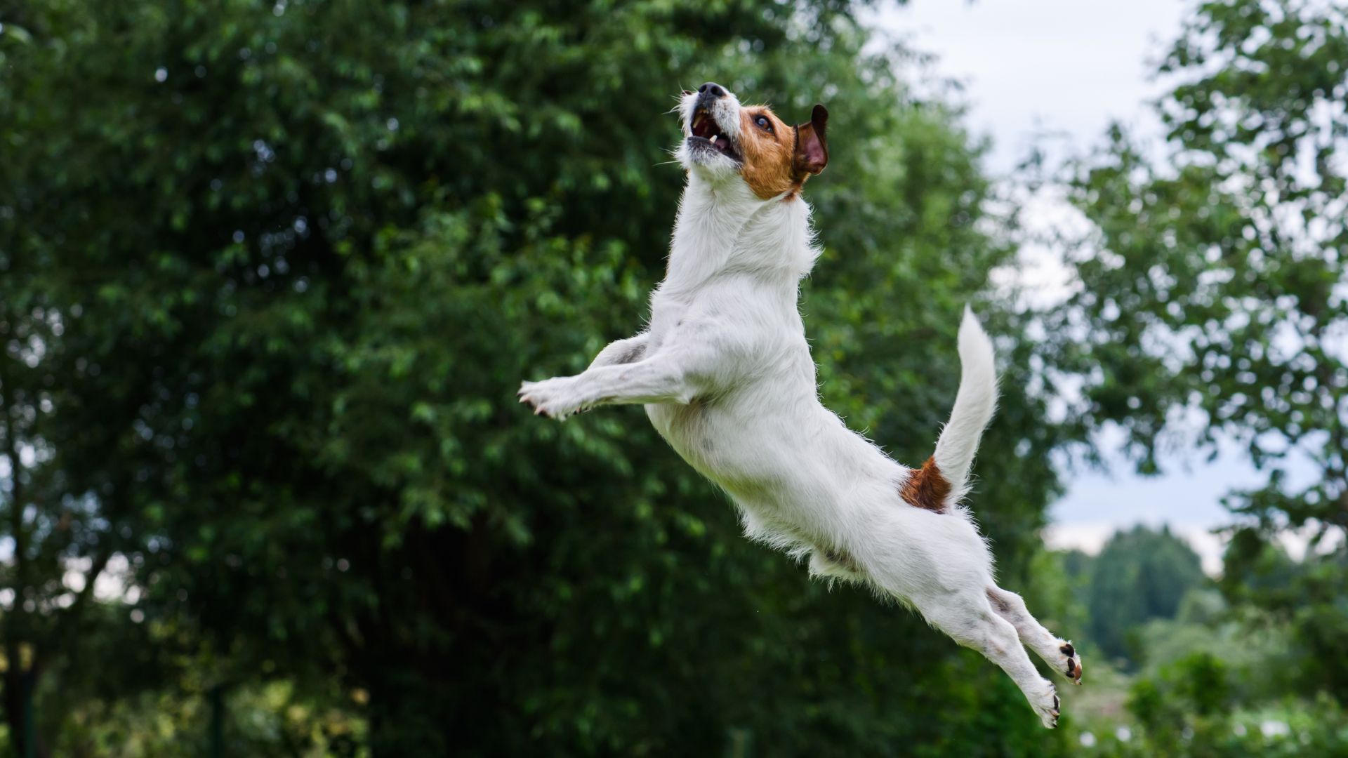 Fortalecer articulaciones de perro: Guía para mejorar su movilidad