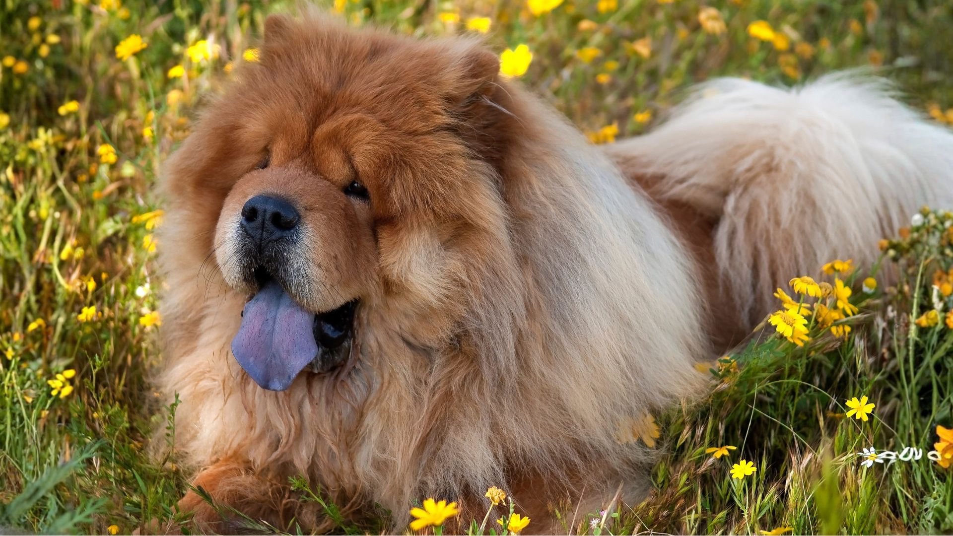Todo lo que debes saber sobre los perros con la lengua azul: Guía completa y sorprendente