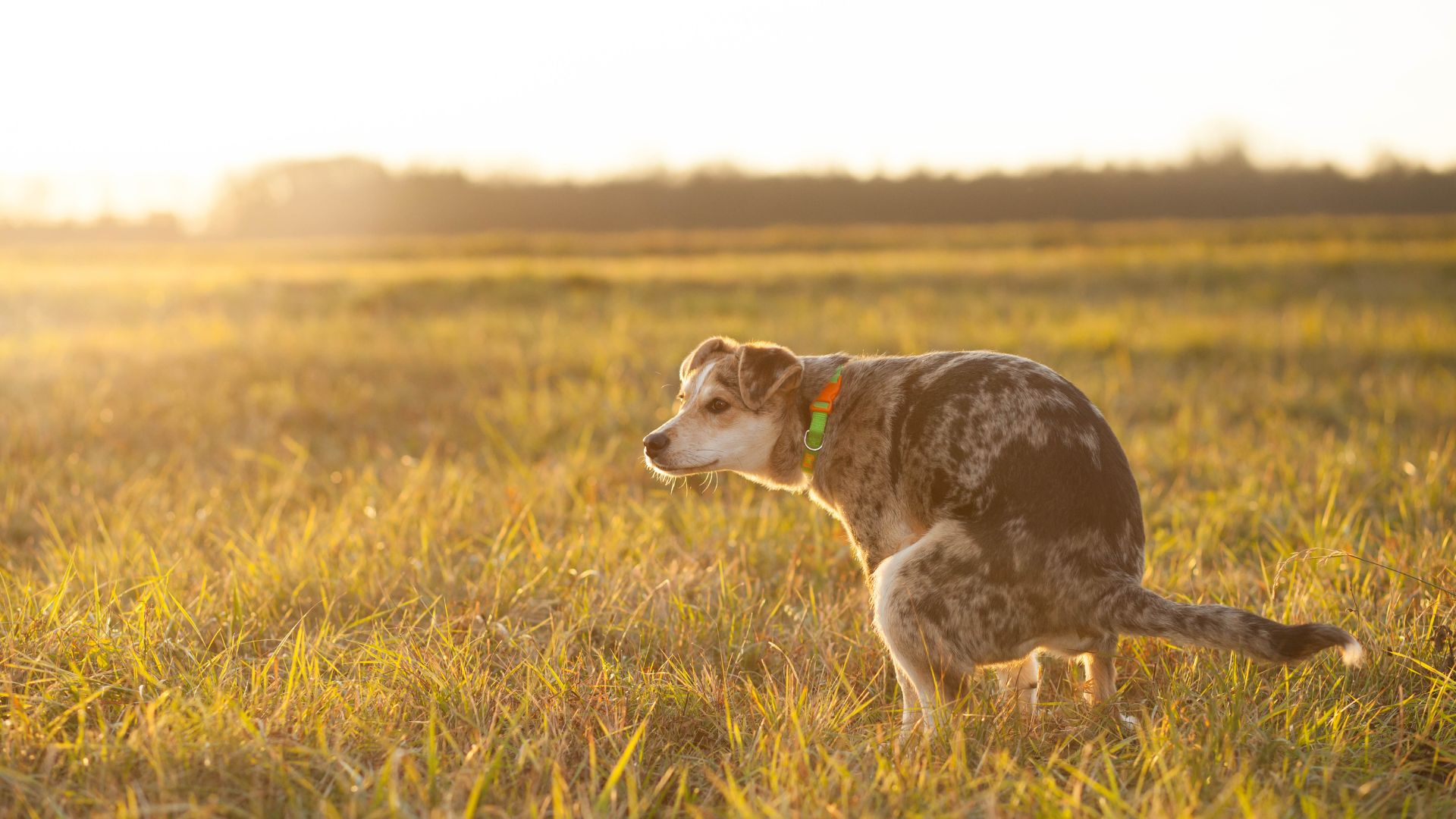 10 Consejos poderosos para tratar el estreñimiento en perros de forma segura