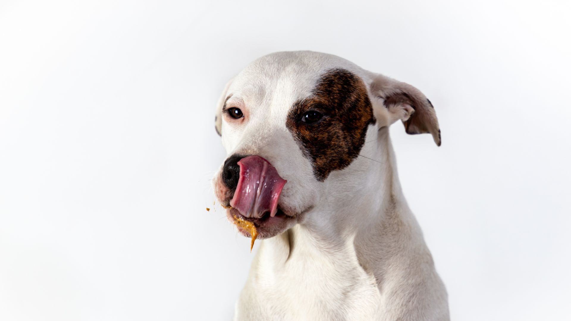 La palatabilidad: Guía esencial para entender cómo los perros eligen sus alimentos