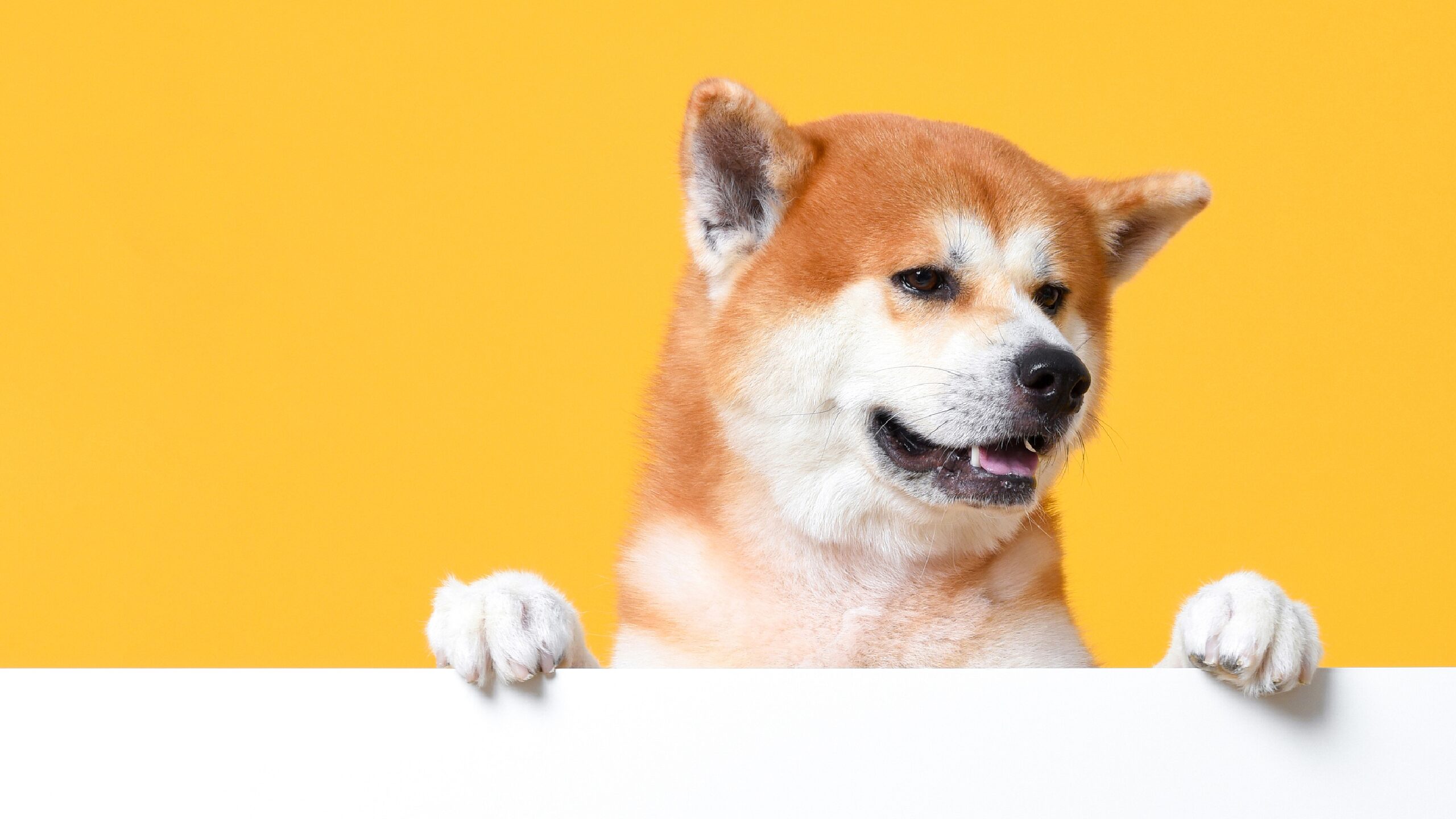 Guía definitiva del perro japonés 