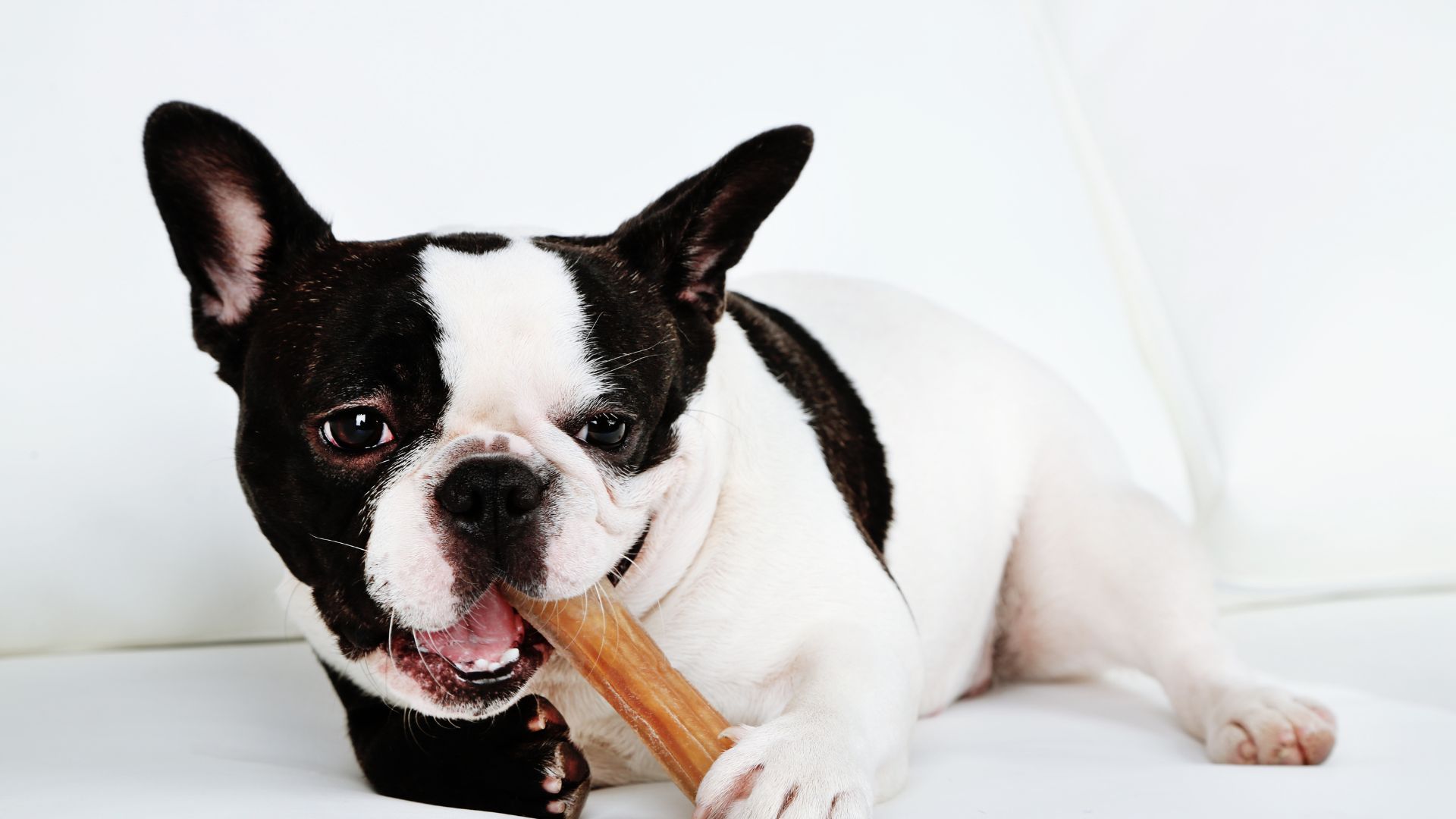 Huesos para perros: Guía Completa y Segura (2025)