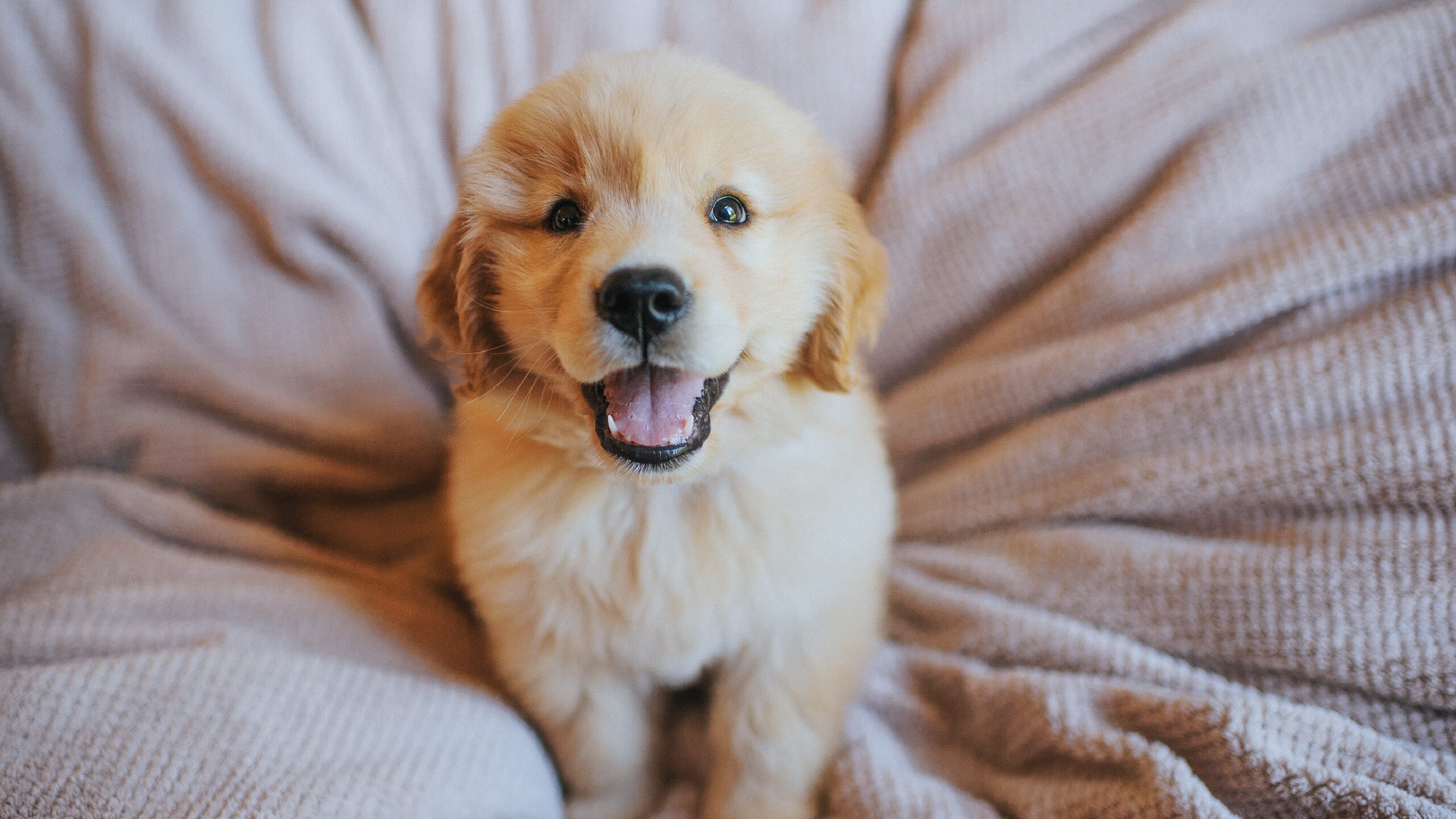 Golden Retriever: guía completa y definitiva sobre la raza