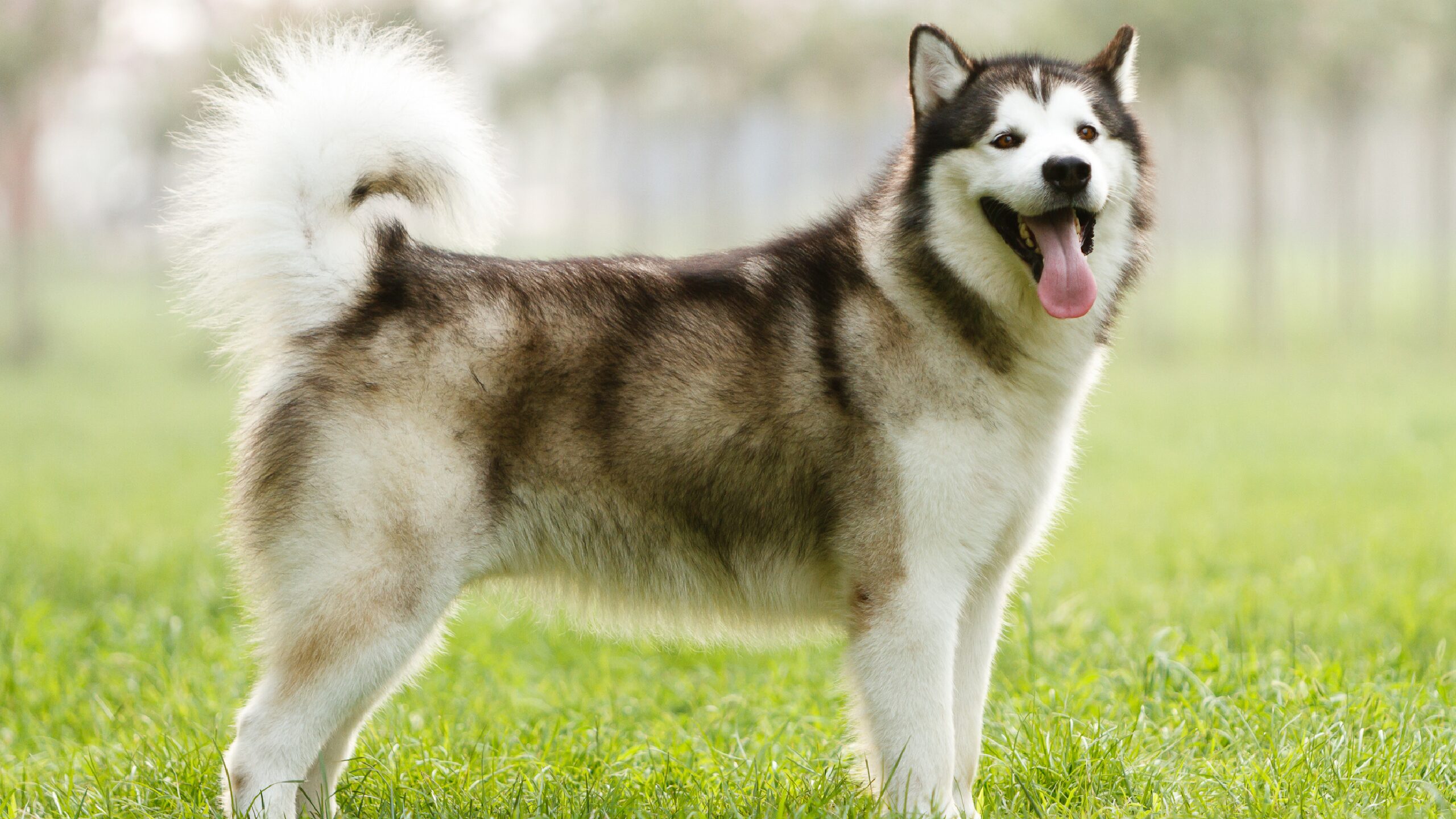 Alaskan Malamute: Todo lo que debes saber