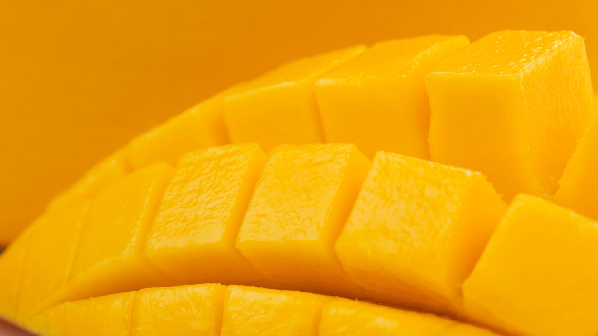 ¿Los perros pueden comer mango? ¡Descúbrelo!