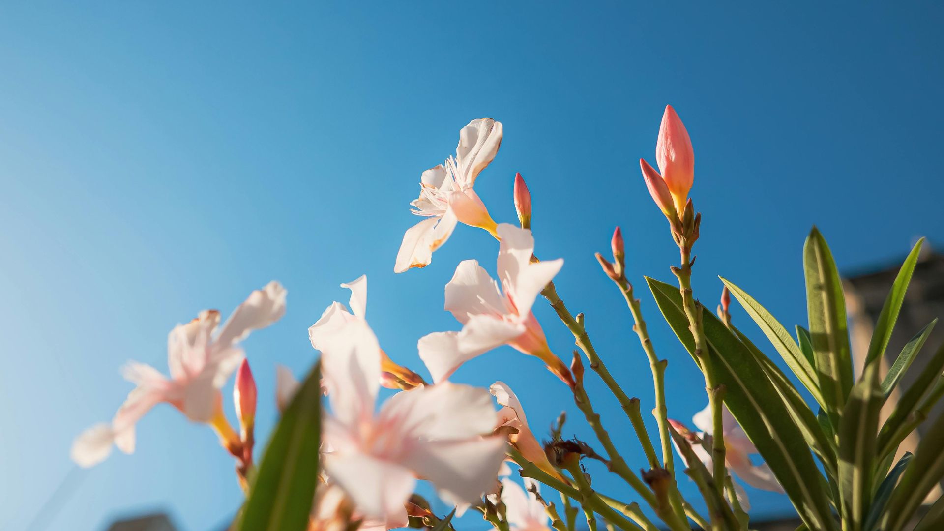 Plantas tóxicas para perros: Guía completa para proteger a tu perro