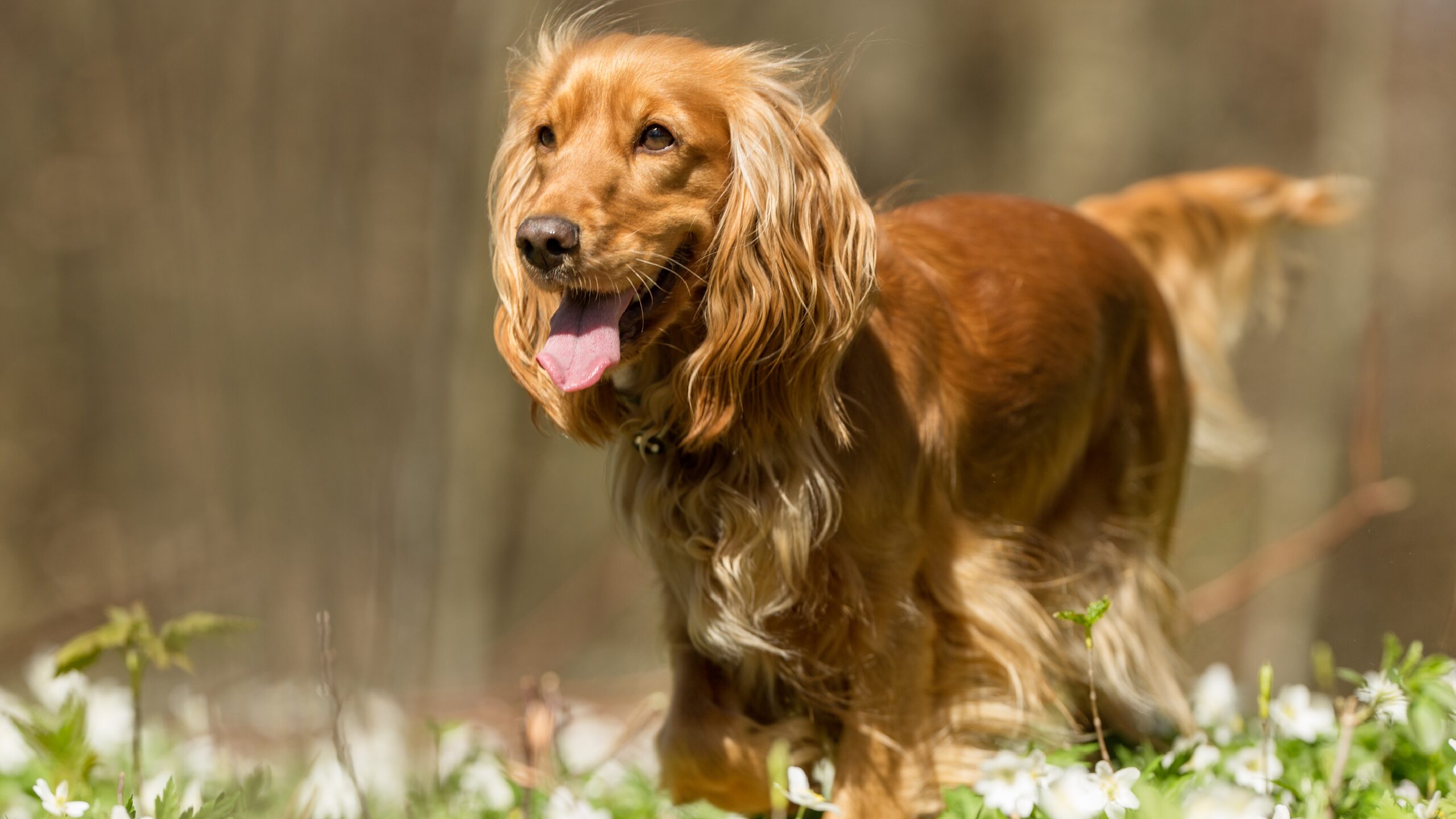 Cocker Spaniel: Guía Completa