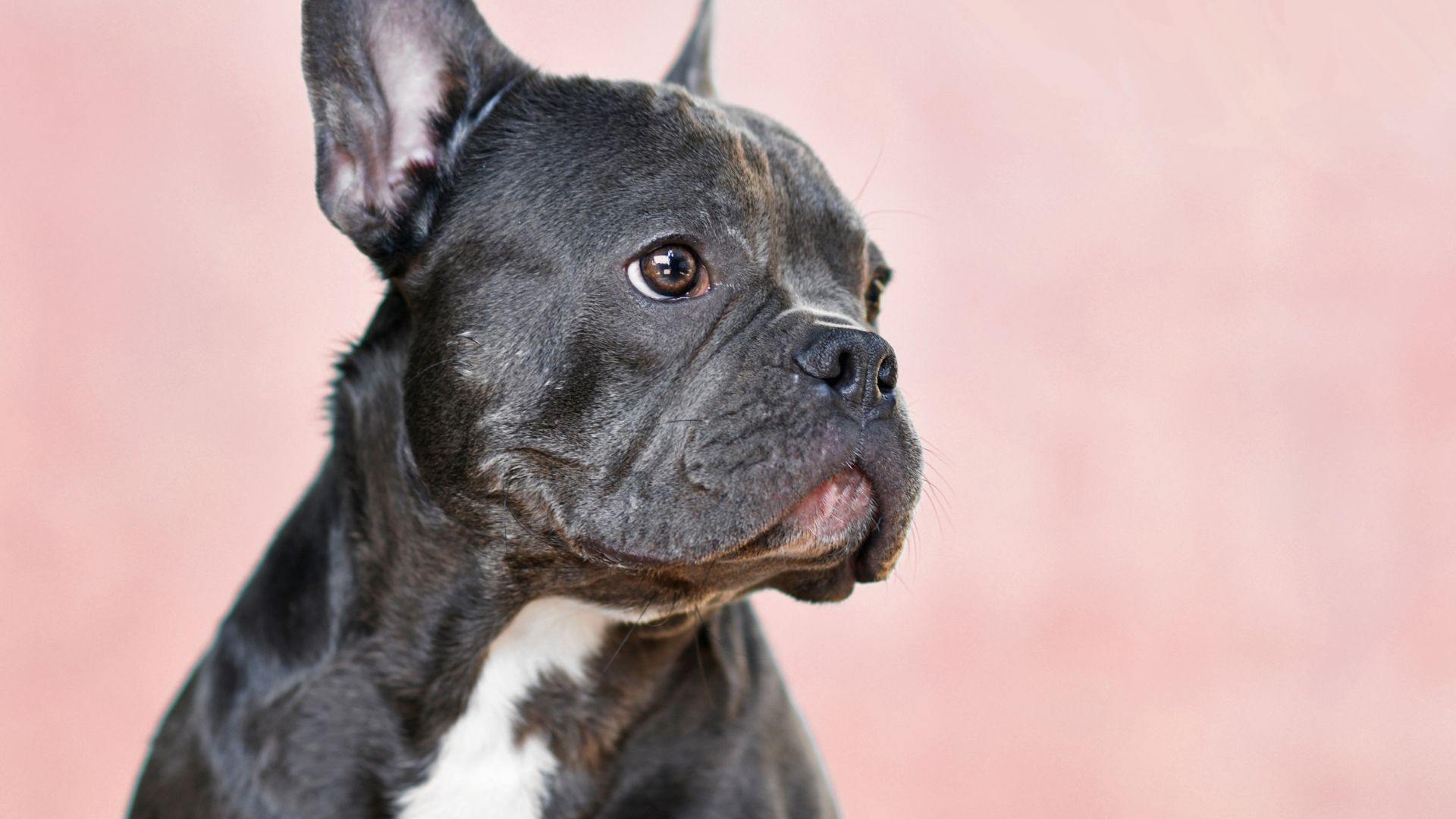 ¿Tienen memoria los perros? ¡Descúbrelo!