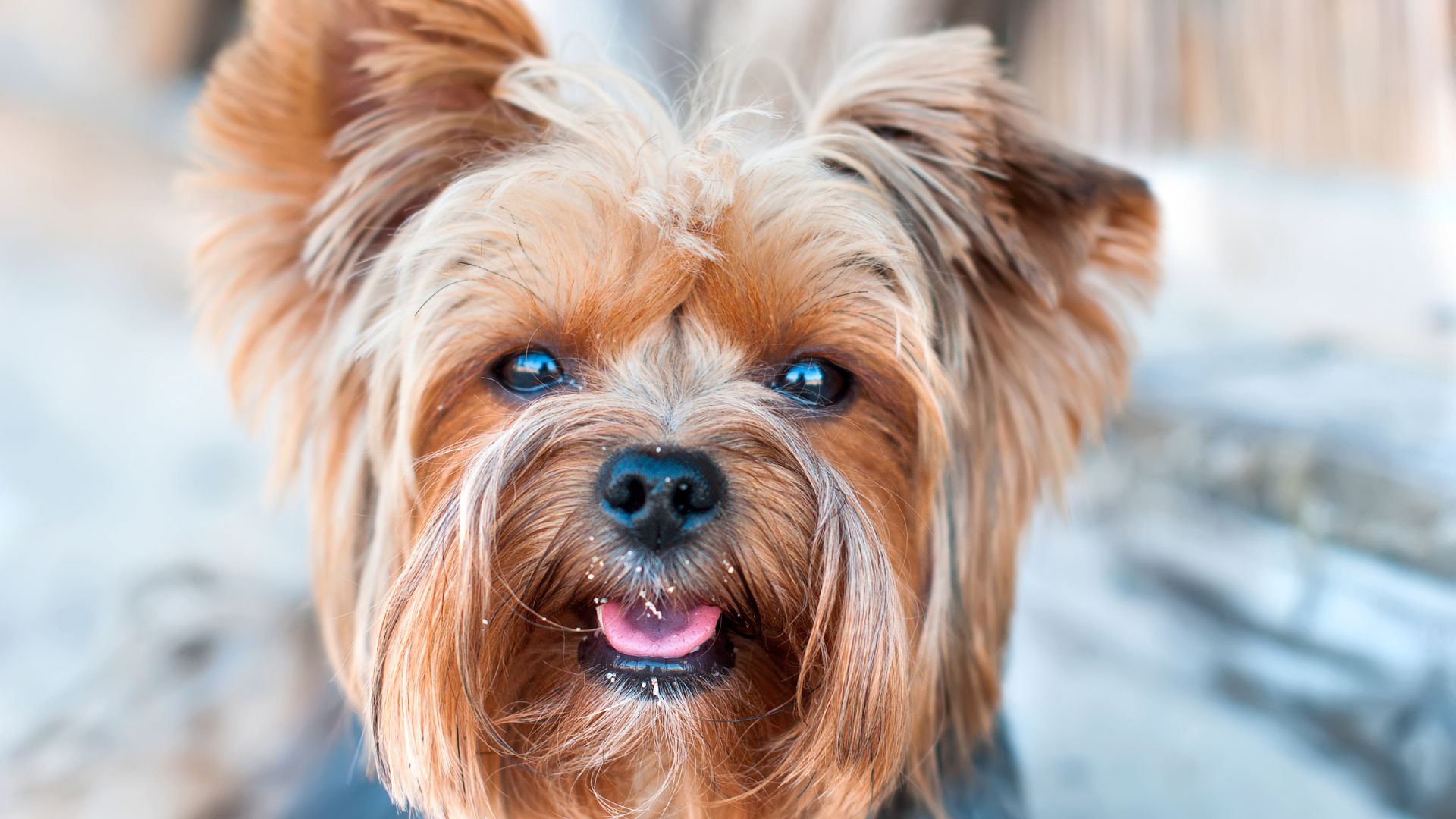 Yorkshire: Guía definitiva y completa 