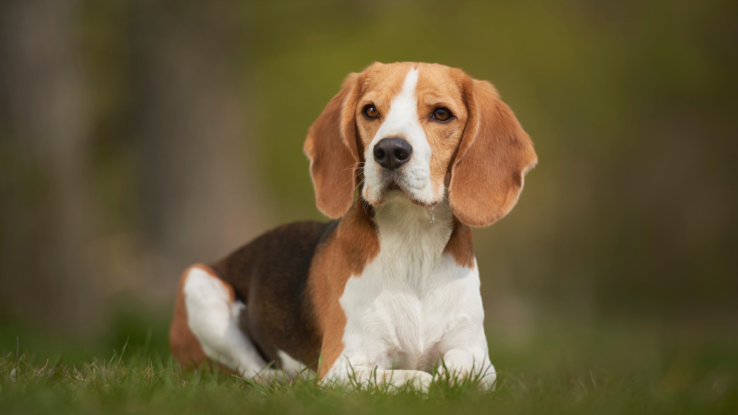 Beagle: guía completa y actualizada 