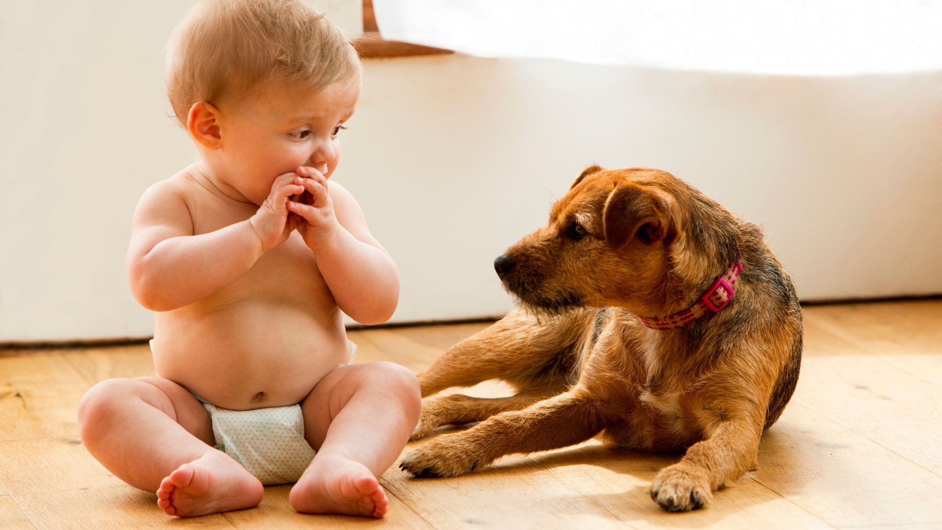 Bebé con perrito, ¿cómo presentarlos? ¡Descúbrelo!
