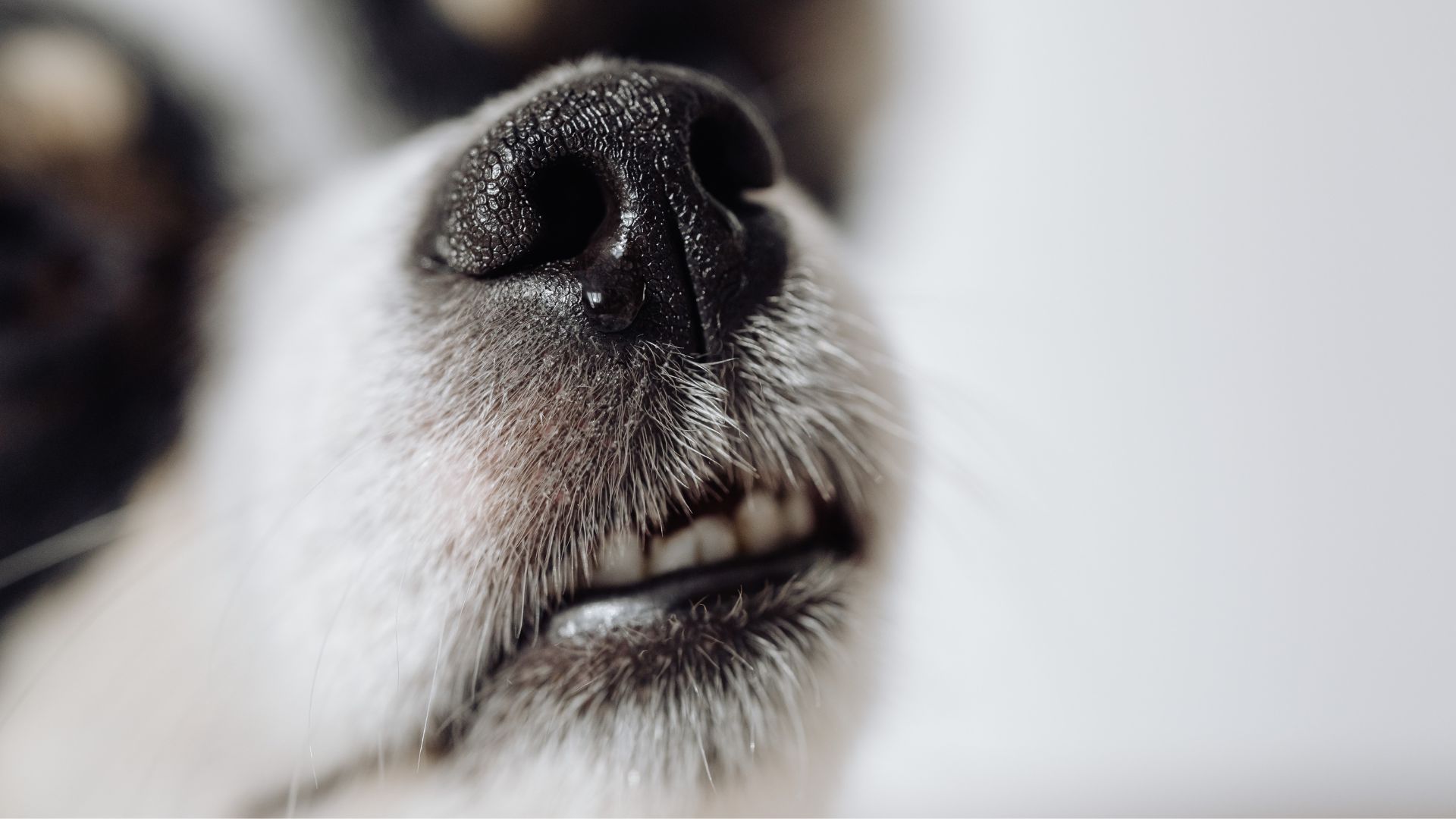 Guía Definitiva Sobre el Hocico perro ¡Descúbrelo!