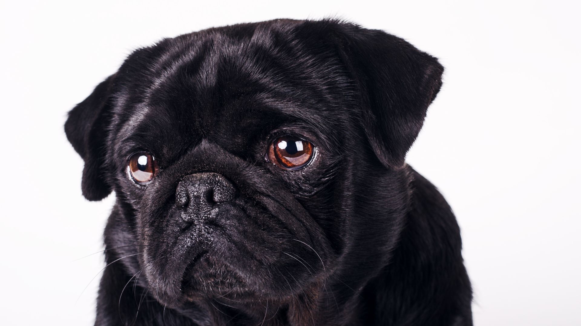 Enfermedad del moquillo en perros: Guía completa y actualizada