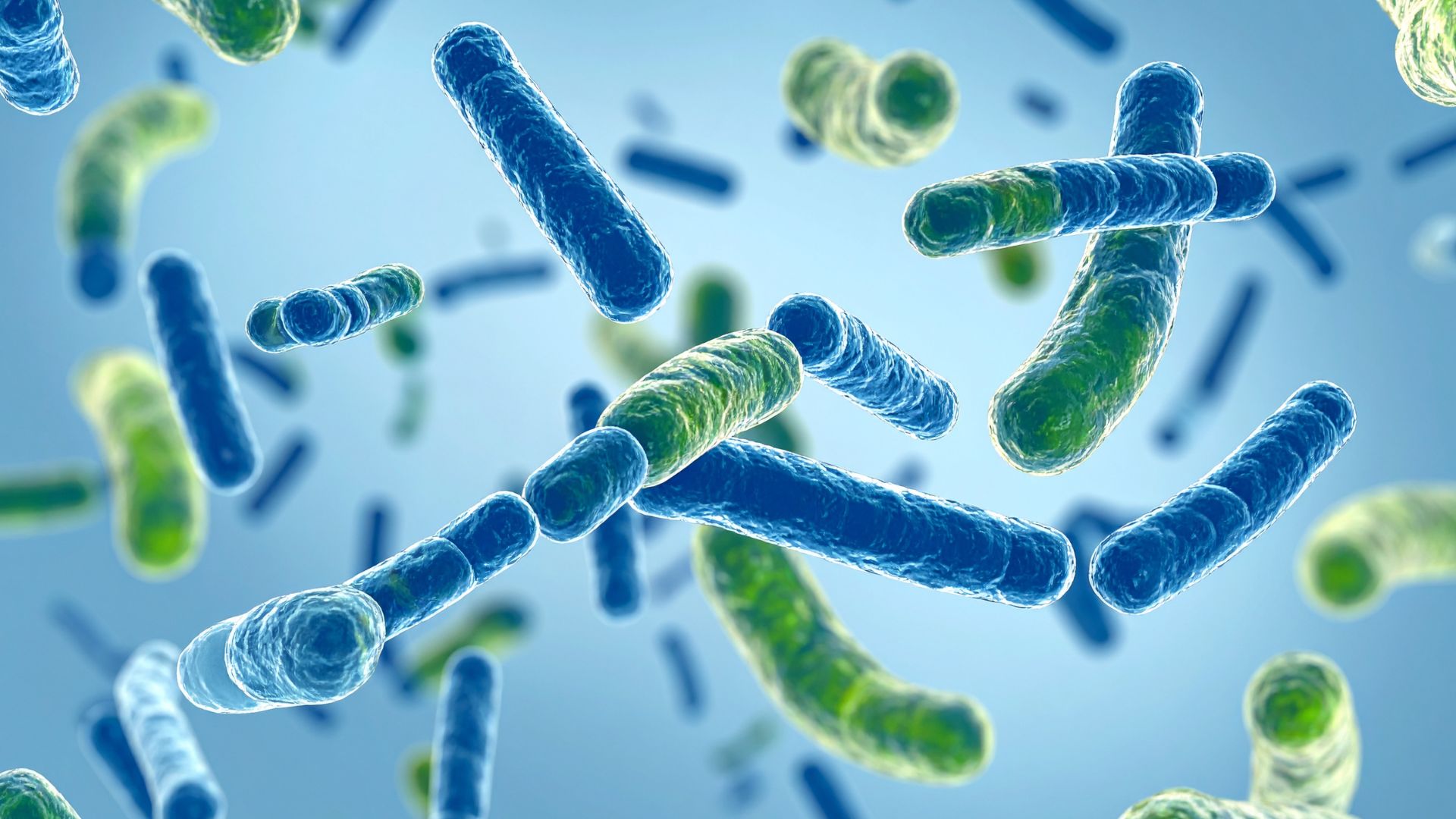 Probióticos para perros: Guía completa