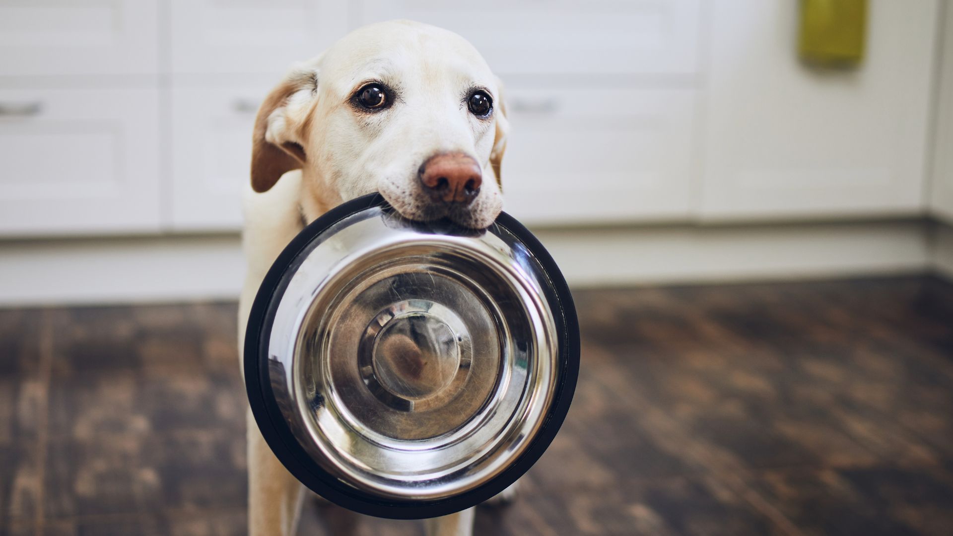 Comida hipoalergénica para perros: Guía esencial para entender cómo funciona realmente