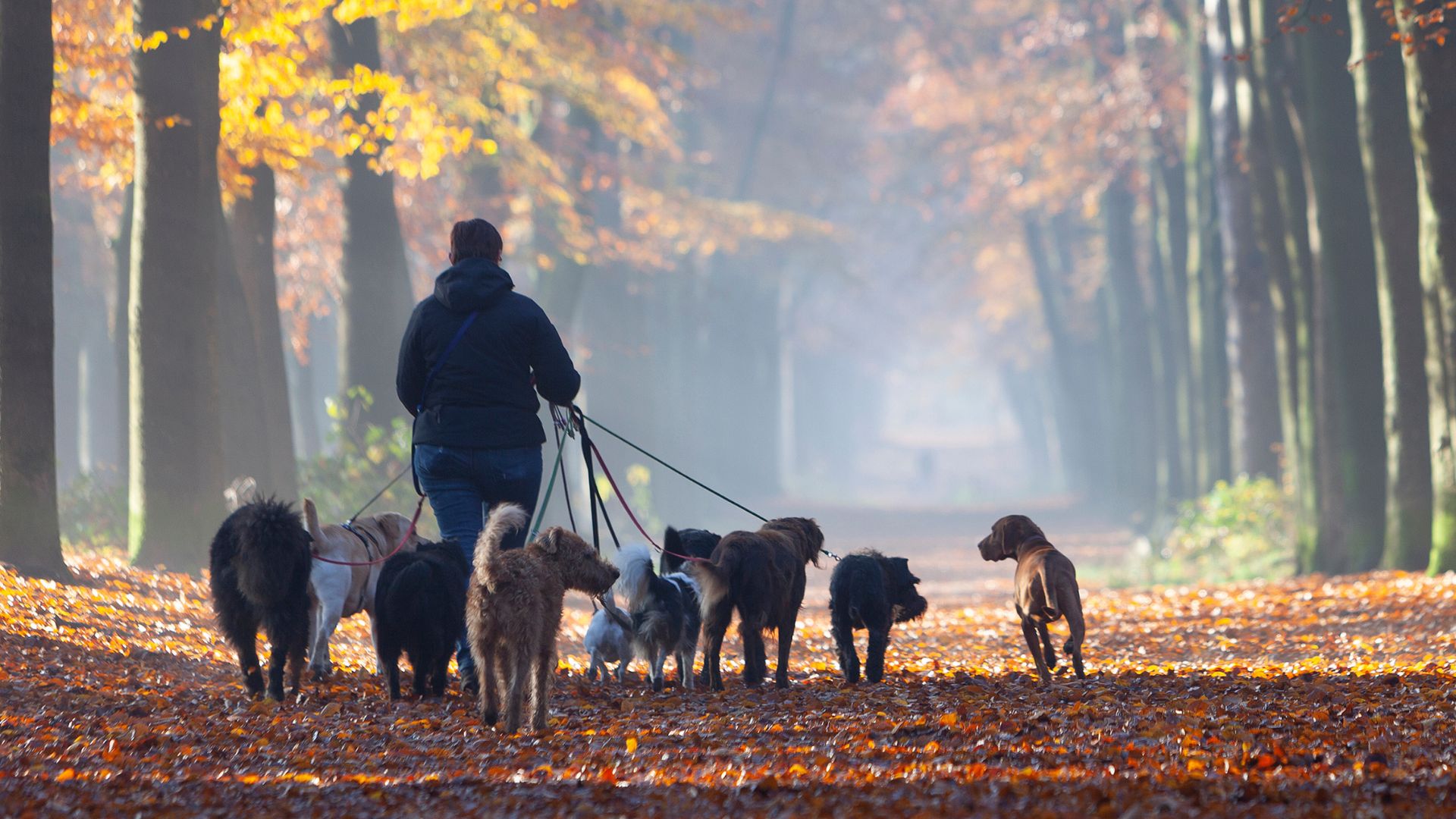 Cuántos perros hay en España: cifras, retos y contexto actual