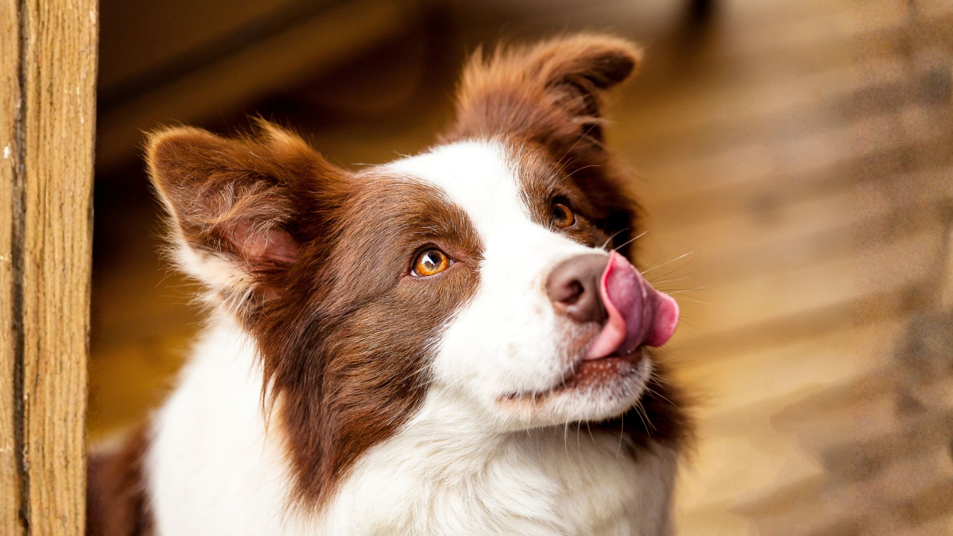 Recetas fáciles de comida casera para perros: guía completa, segura y nutritiva