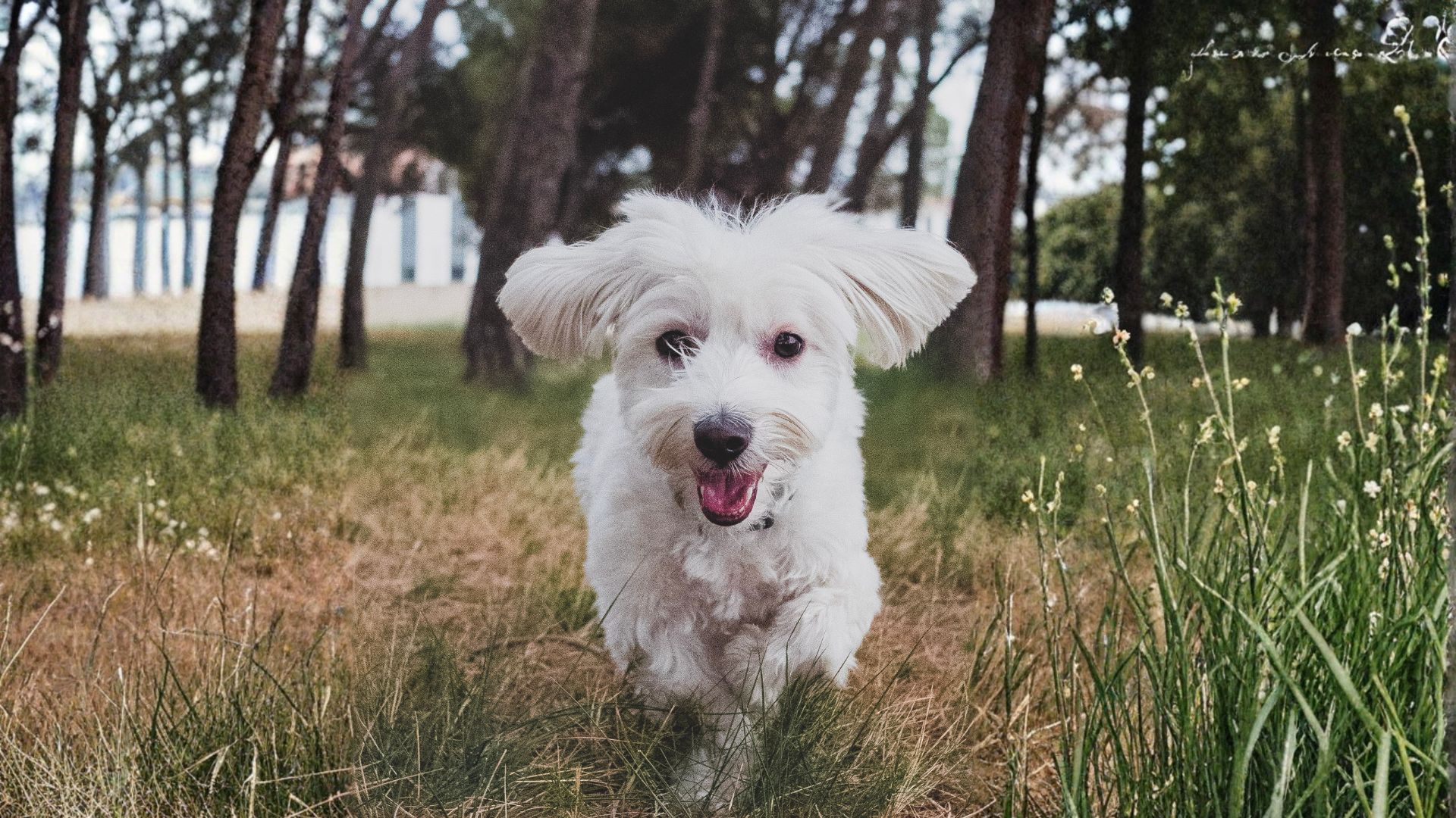 ¿Cuánto vive un bichón maltés? Guía Definitiva 2025