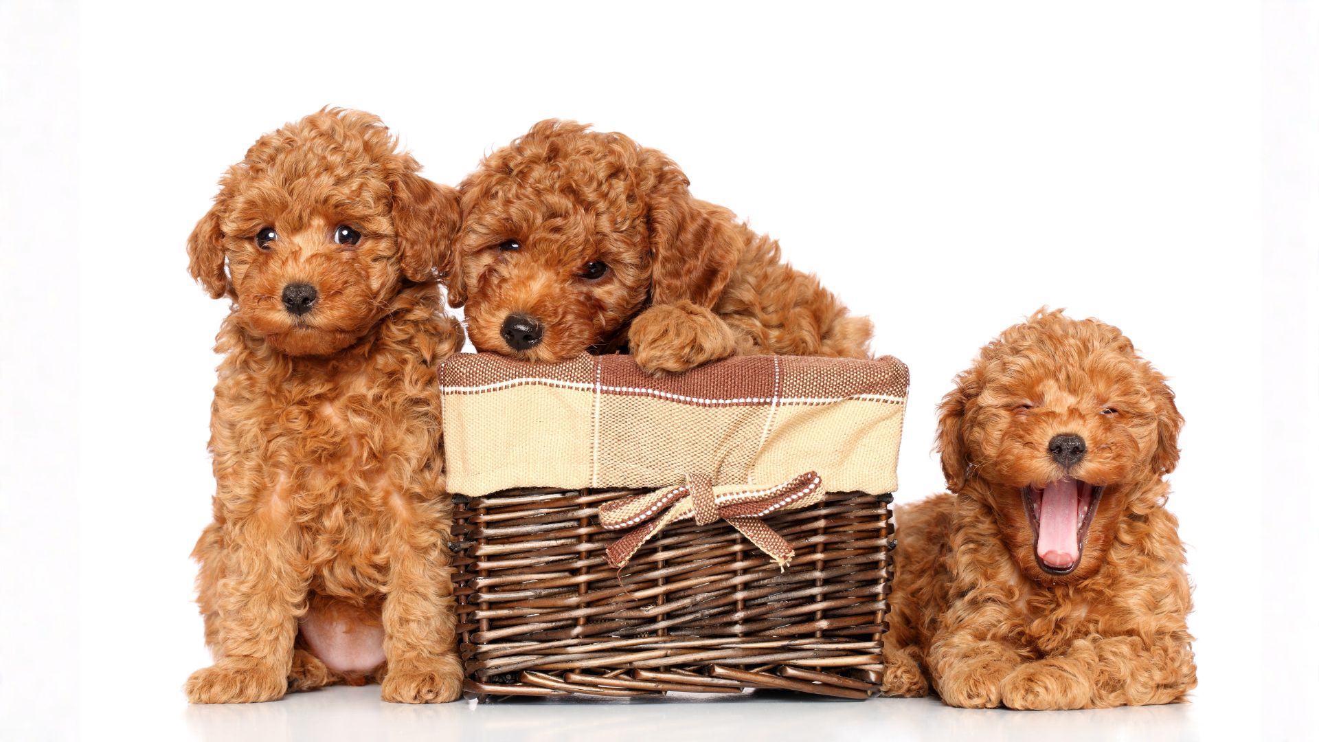 Caniche Toy cuidados: Guía completa