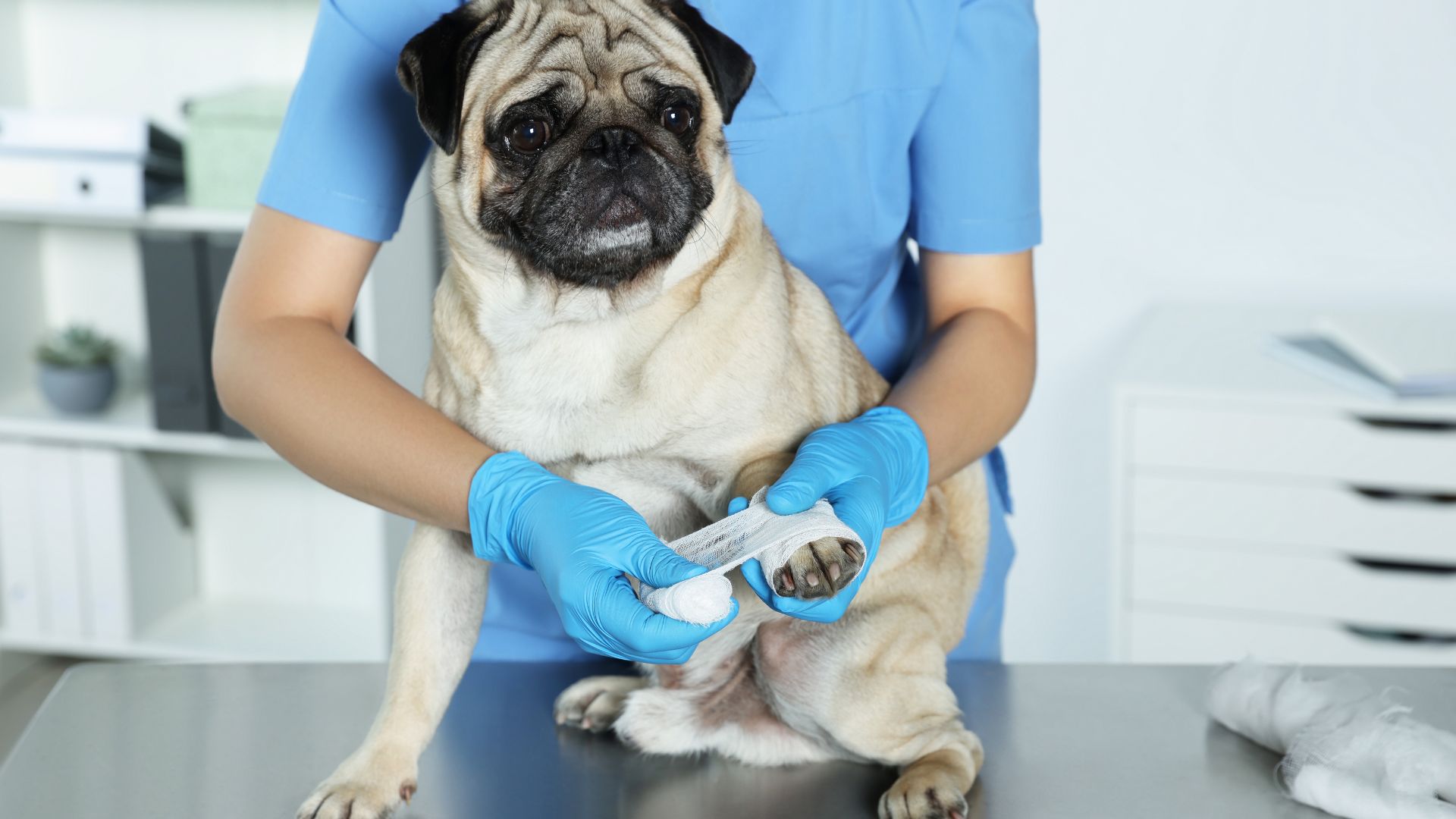 Guía para fortalecer las articulaciones del perro