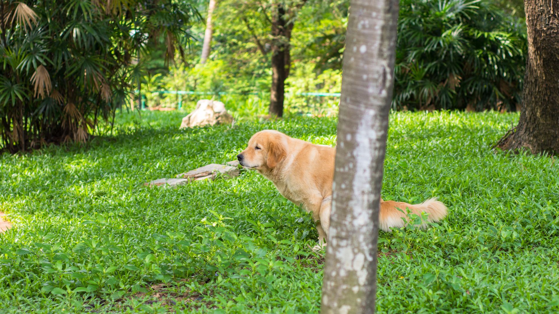 Mi  perro tiene diarrea pero come bien: Guía completa y actualizada
