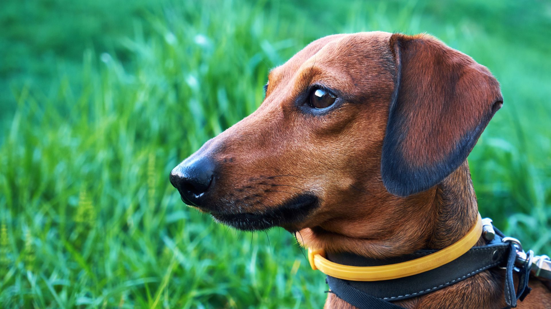 Mejor collar antiparasitario para perros 
