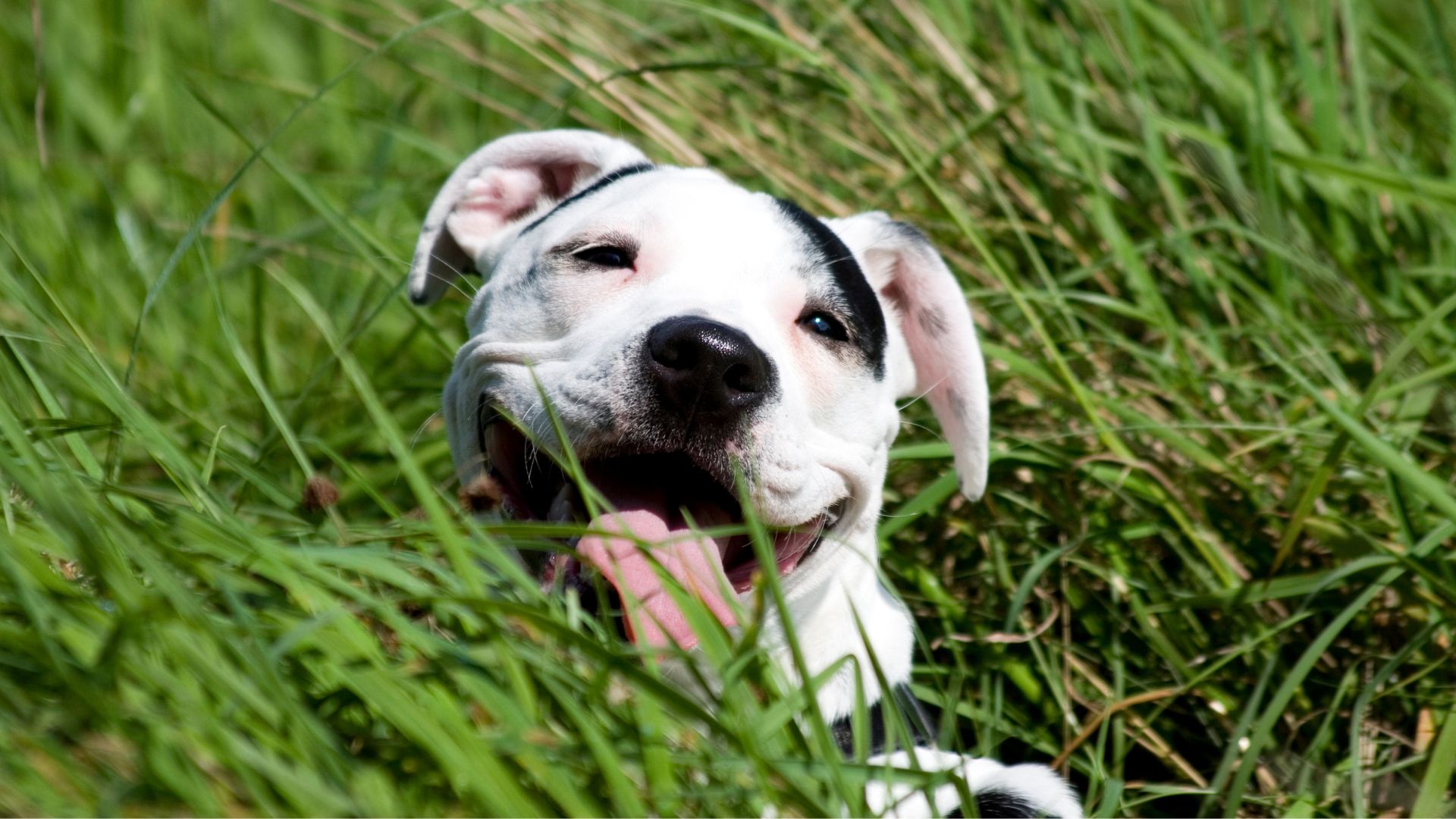 Perros de raza peligrosa o PPP: Guía completa y actualizada