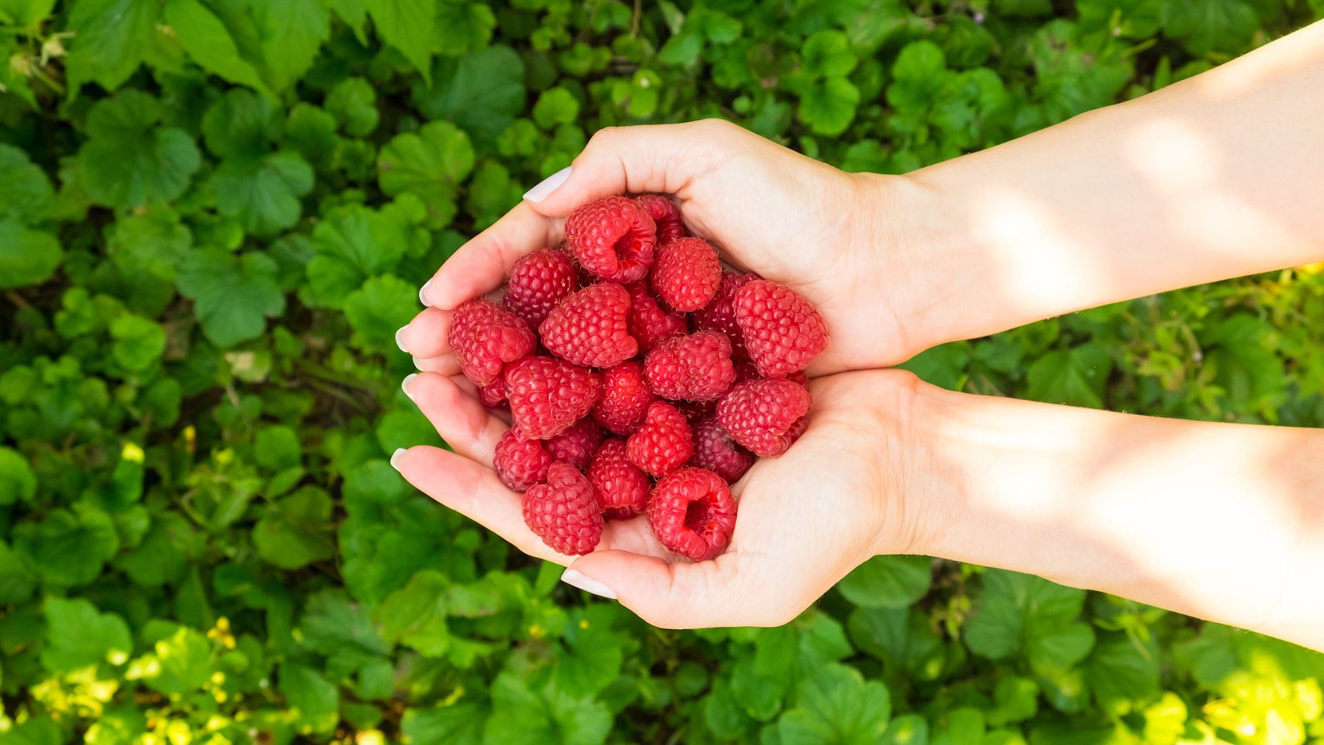 ¿Los perros pueden comer frambuesas? Guía definitiva