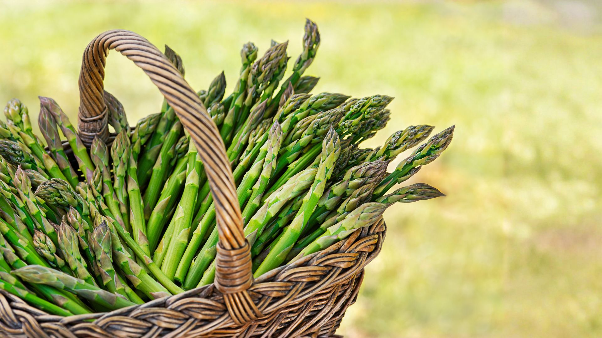¿Los perros pueden comer espárragos?