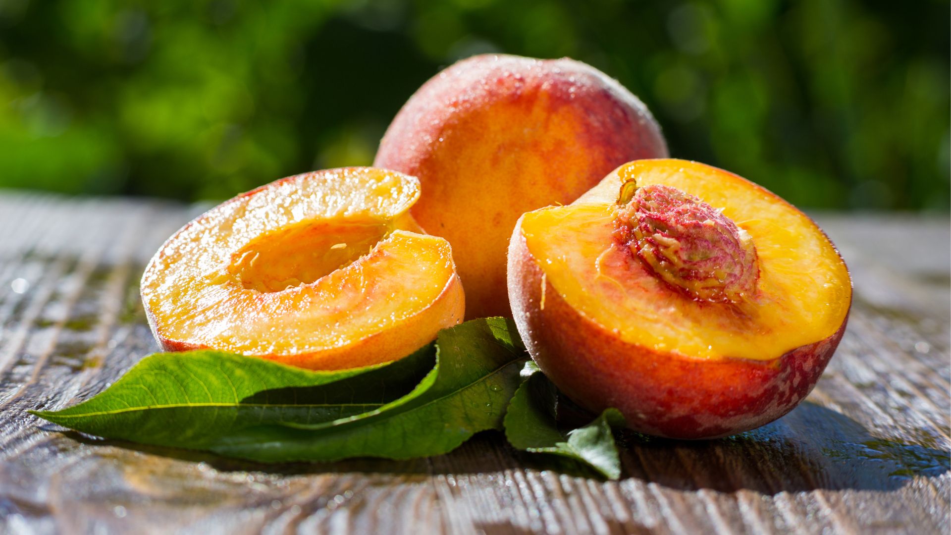 ¿Los perros pueden comer melocotón? Guía completa